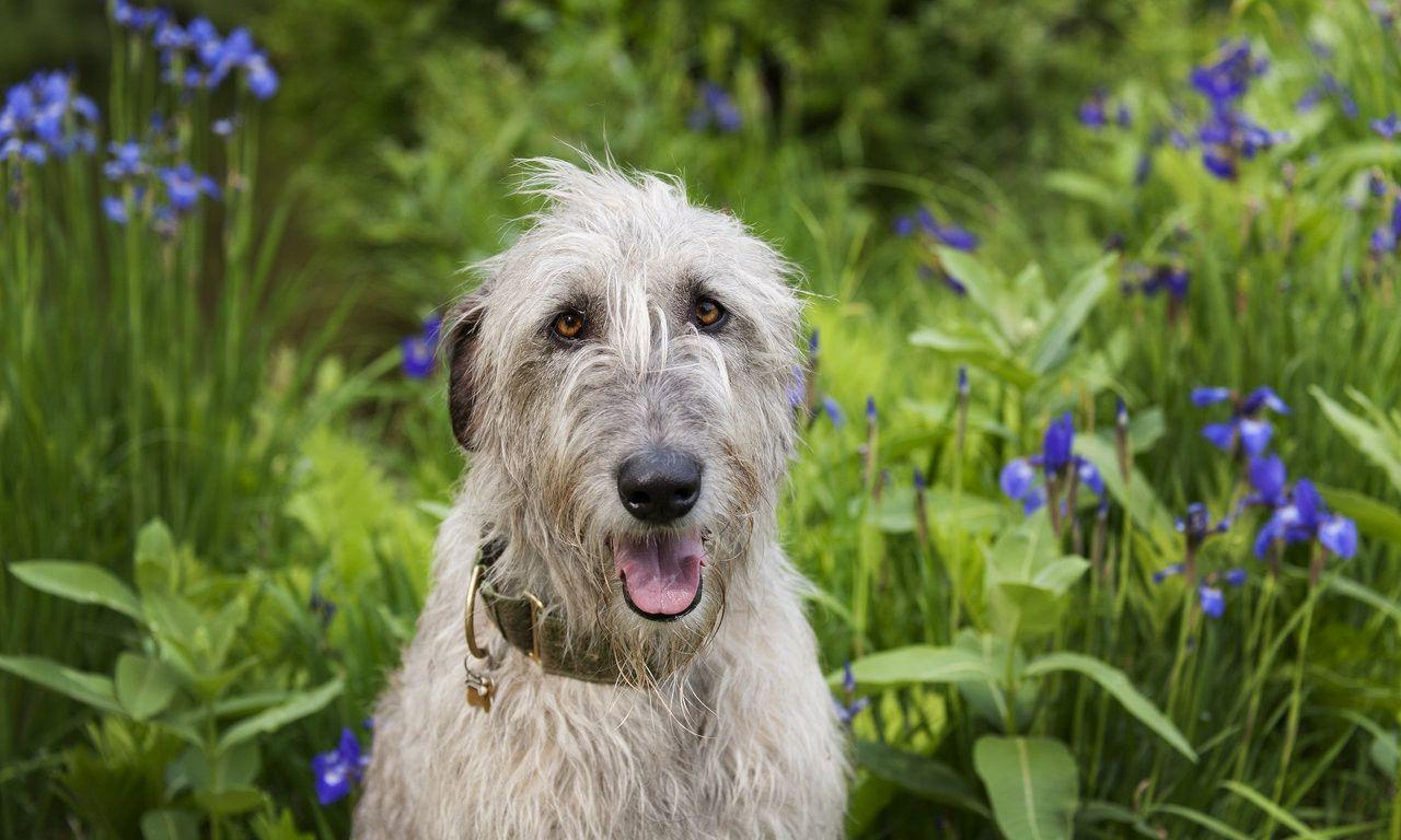 Irish Wolfhound and lilly flowers wallpaper