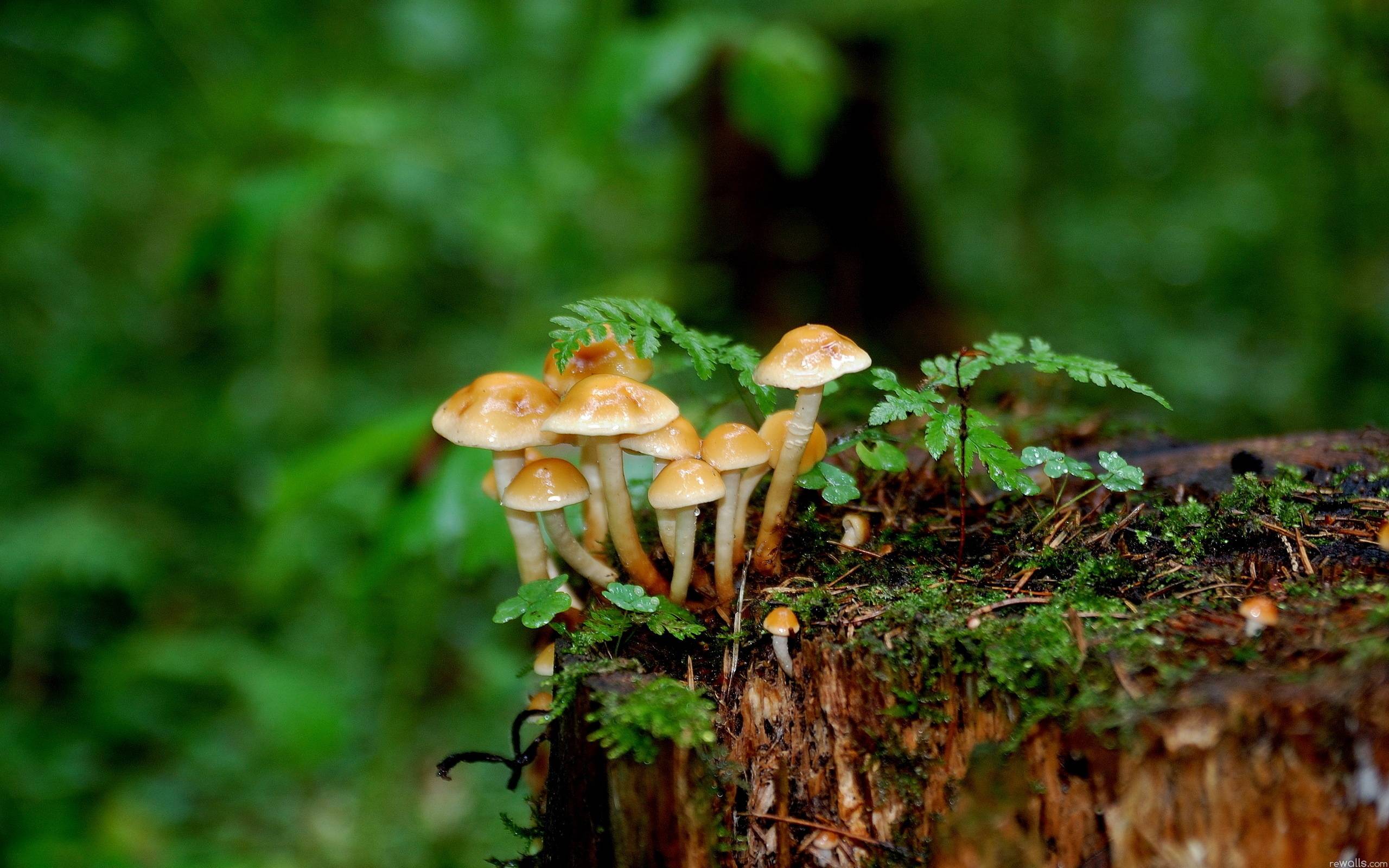 Mushroom On Wood Wallpaper PC Wallpaper. Wallpaper Screen