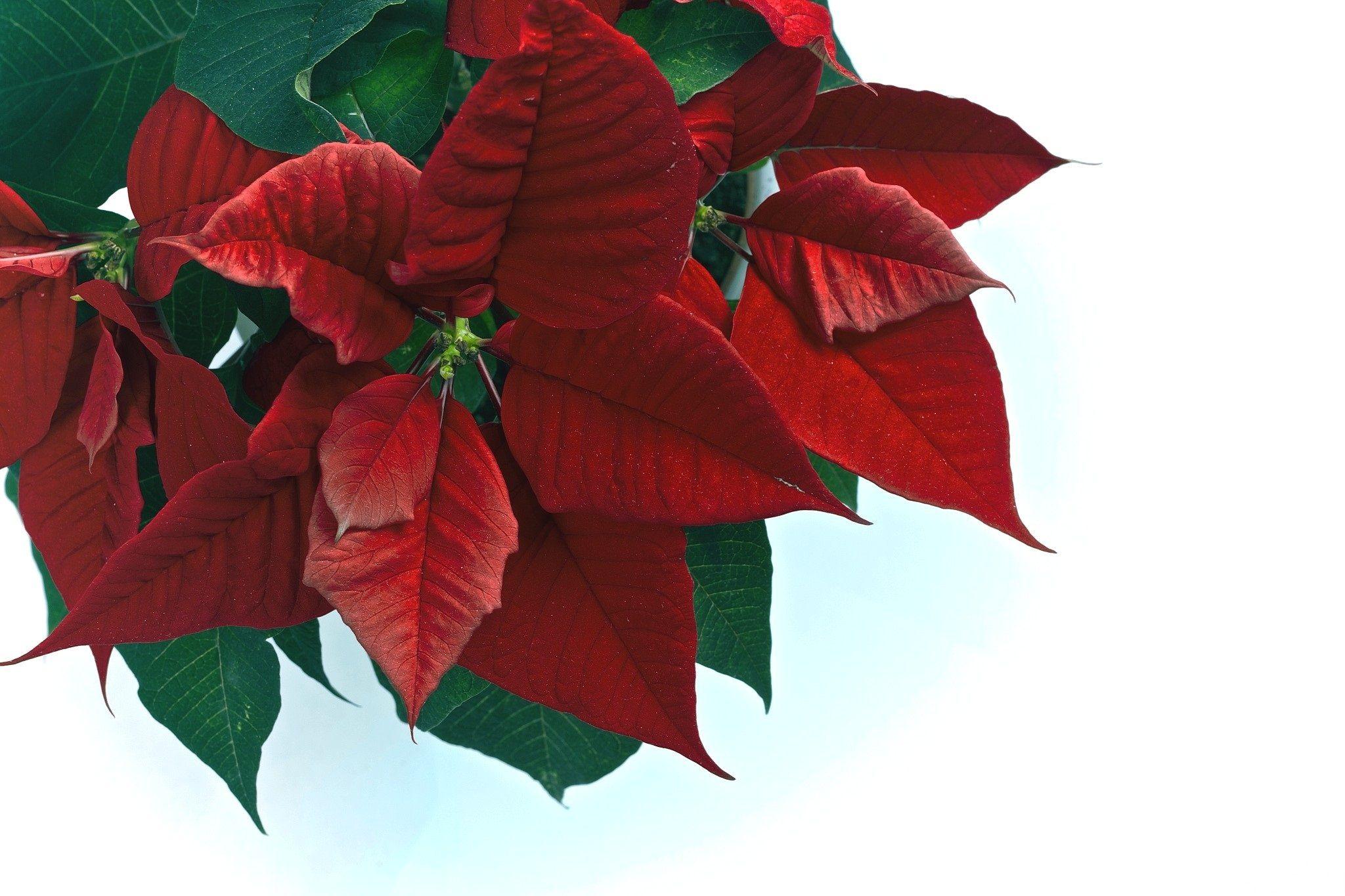 Poinsettia Wallpapers - Wallpaper Cave