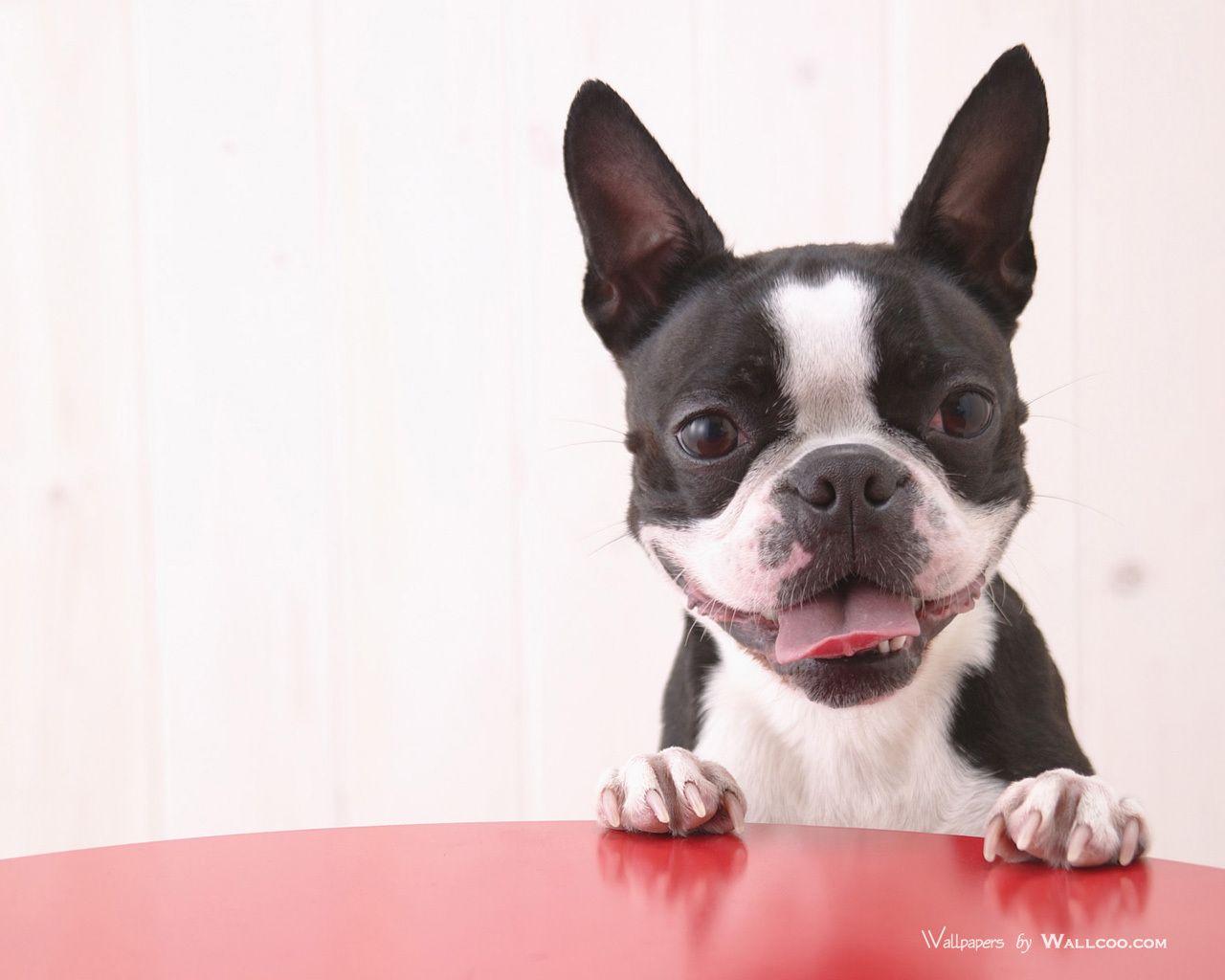 Cute Boston Terrier Puppies Wallpaper. All Puppies Picture