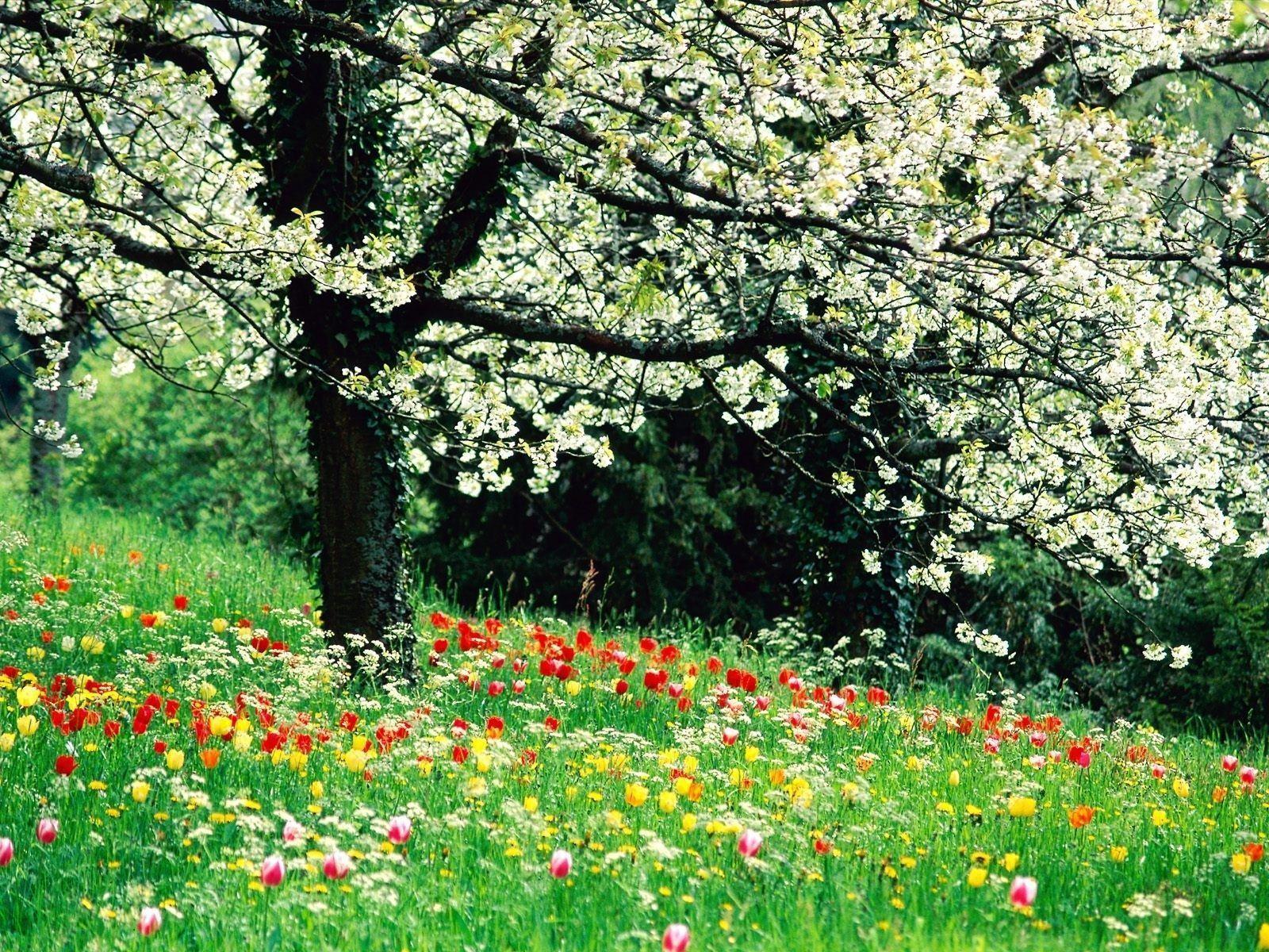 Spring Flowers HD Background Wallpaper