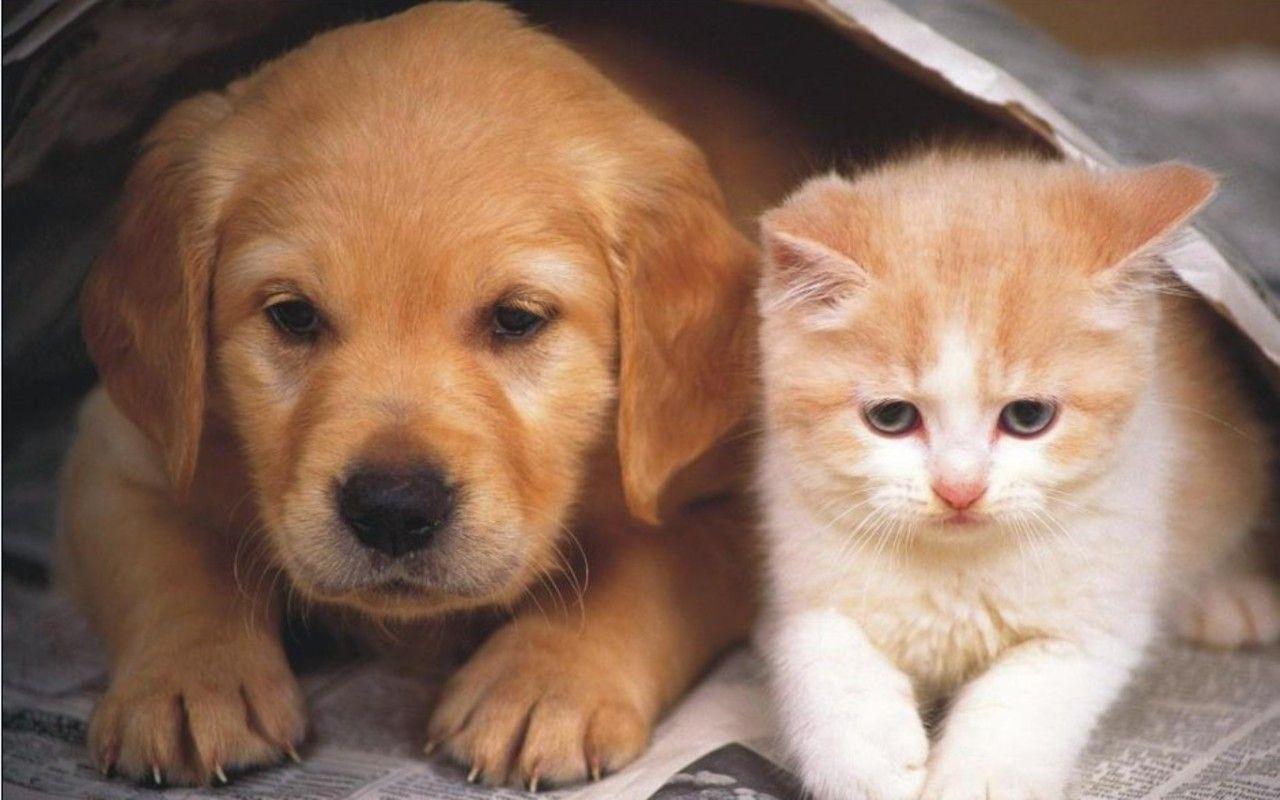 Dog and Cat Wallpaper