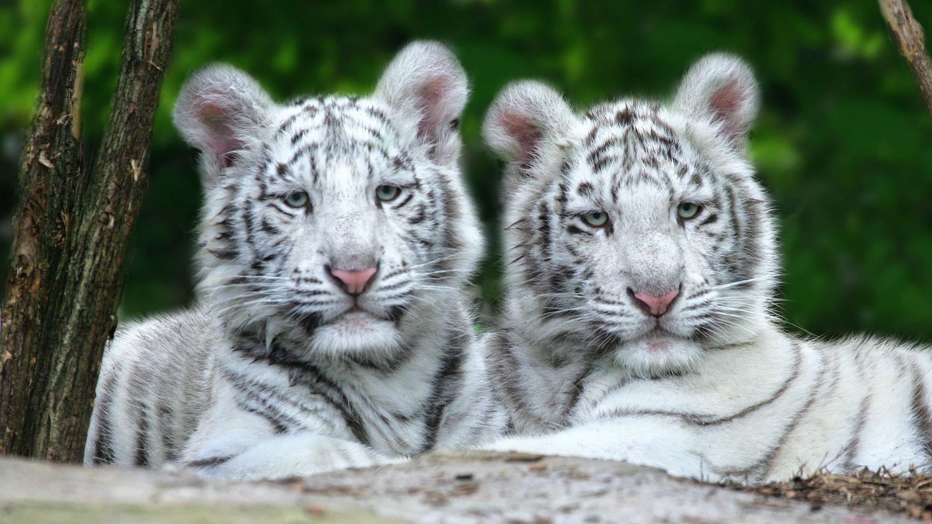 Wallpaper For > Cute Baby White Tiger Wallpaper