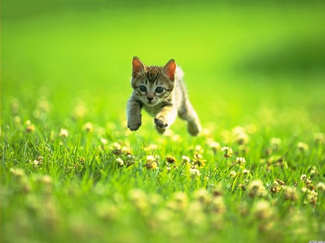 Cat Jumping Running Grass Wallpaper 1280x960 For 17 Inch Wallpaper#