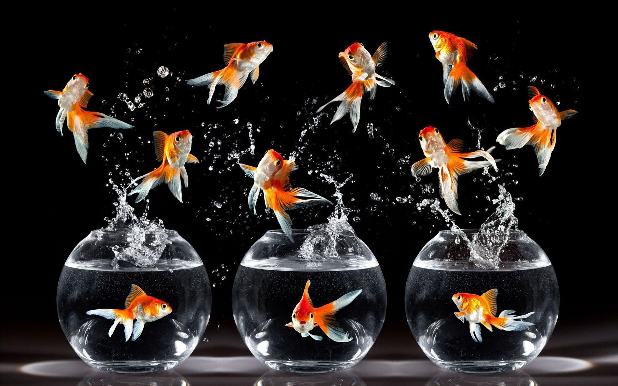 Star Fish Desktop Aquarium Happy And Water Smartphone HD Wallpaper