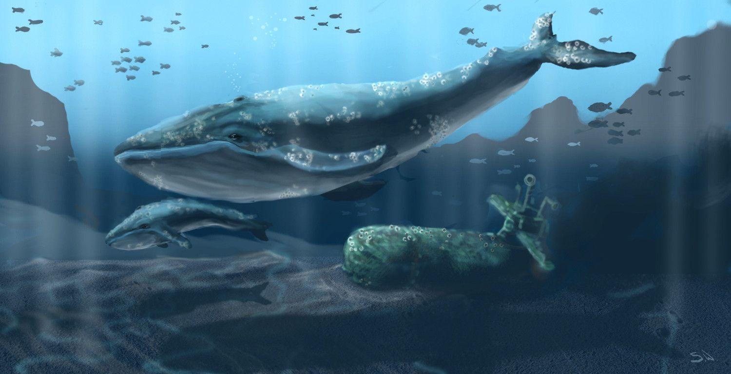 Blue Whales Picture Underwater Free Wallpaper HD. Whales, Blue