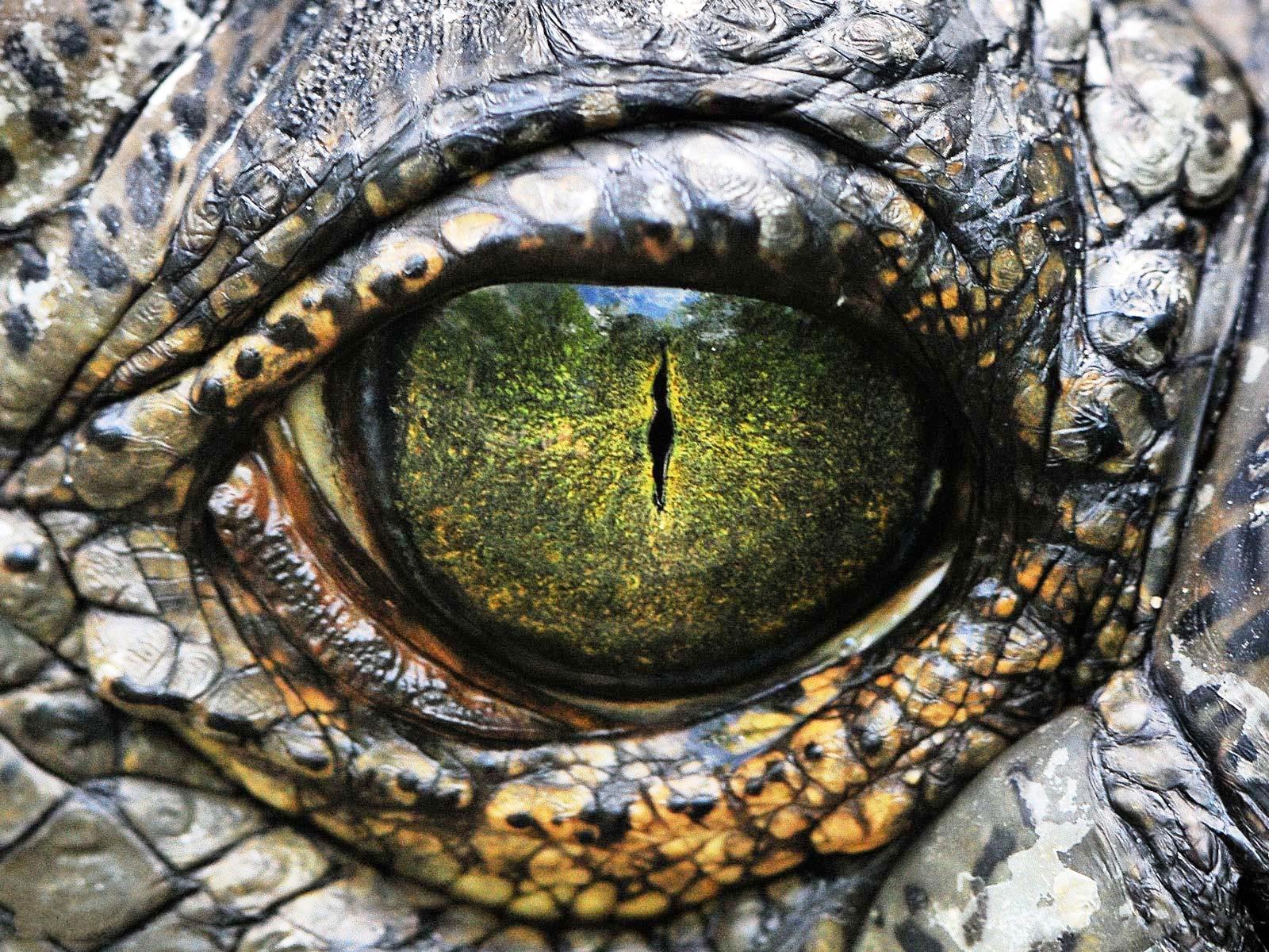 Crocodile Eye HD Picture, Crocodile Wallpaper for desktop