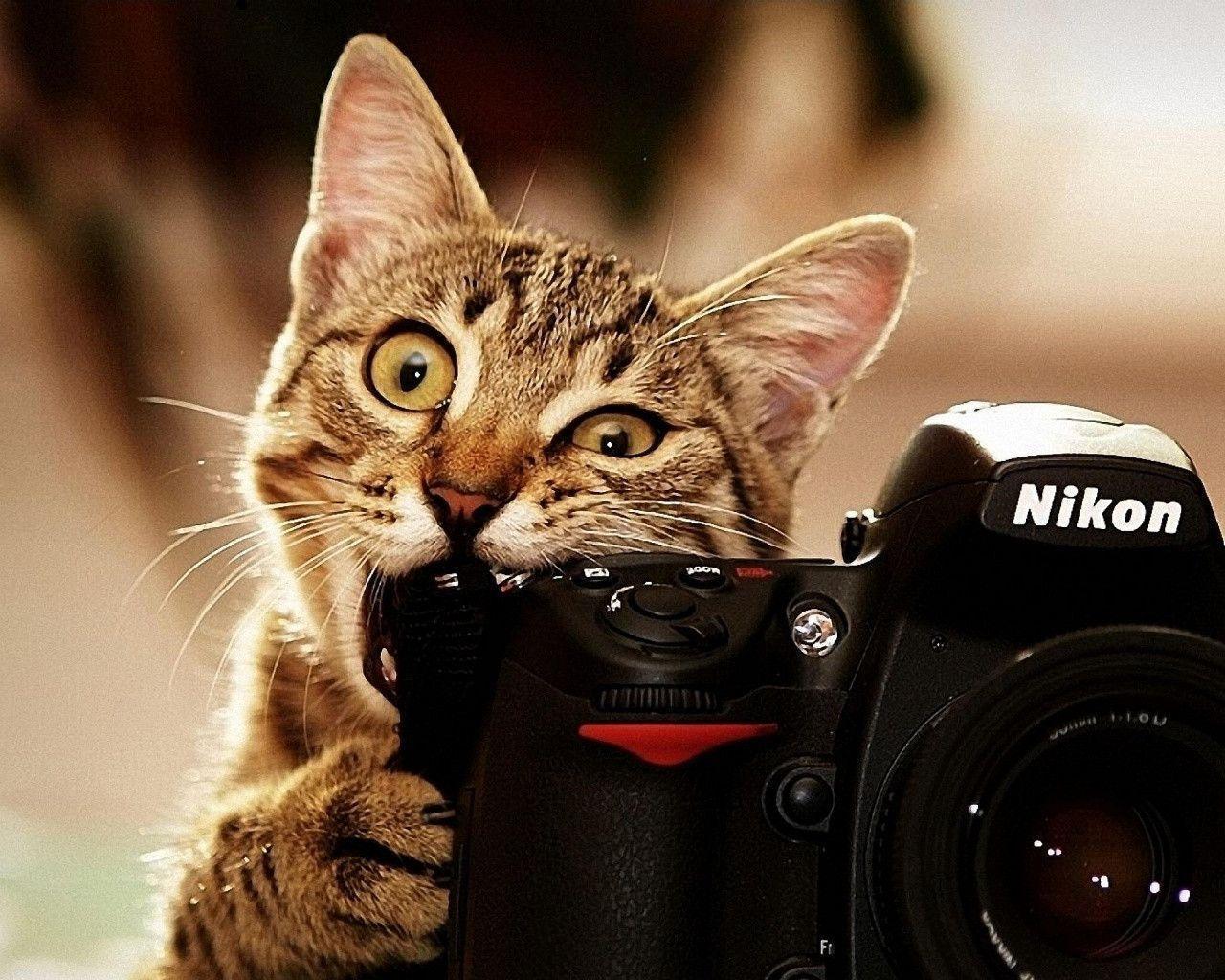 Cat Camera Funny Wallpaper