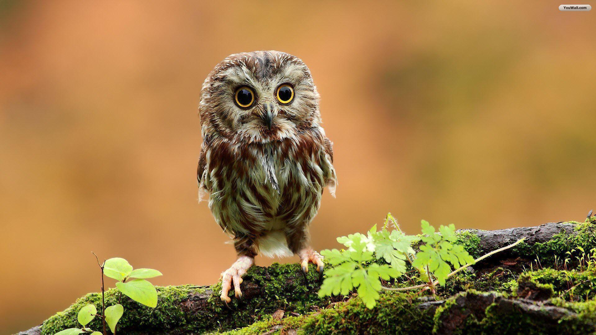 YouWall Baby Owl Wallpaper, wallpaper, free