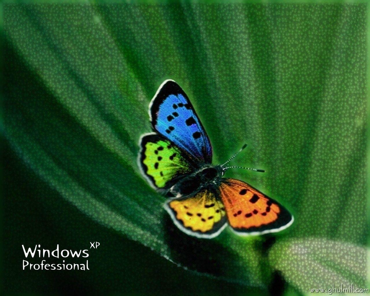butterfly wallpaper for desktop background