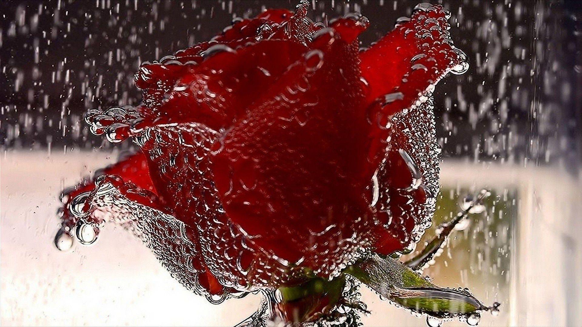 Single Red Rose Desktop Background. TanukinoSippo