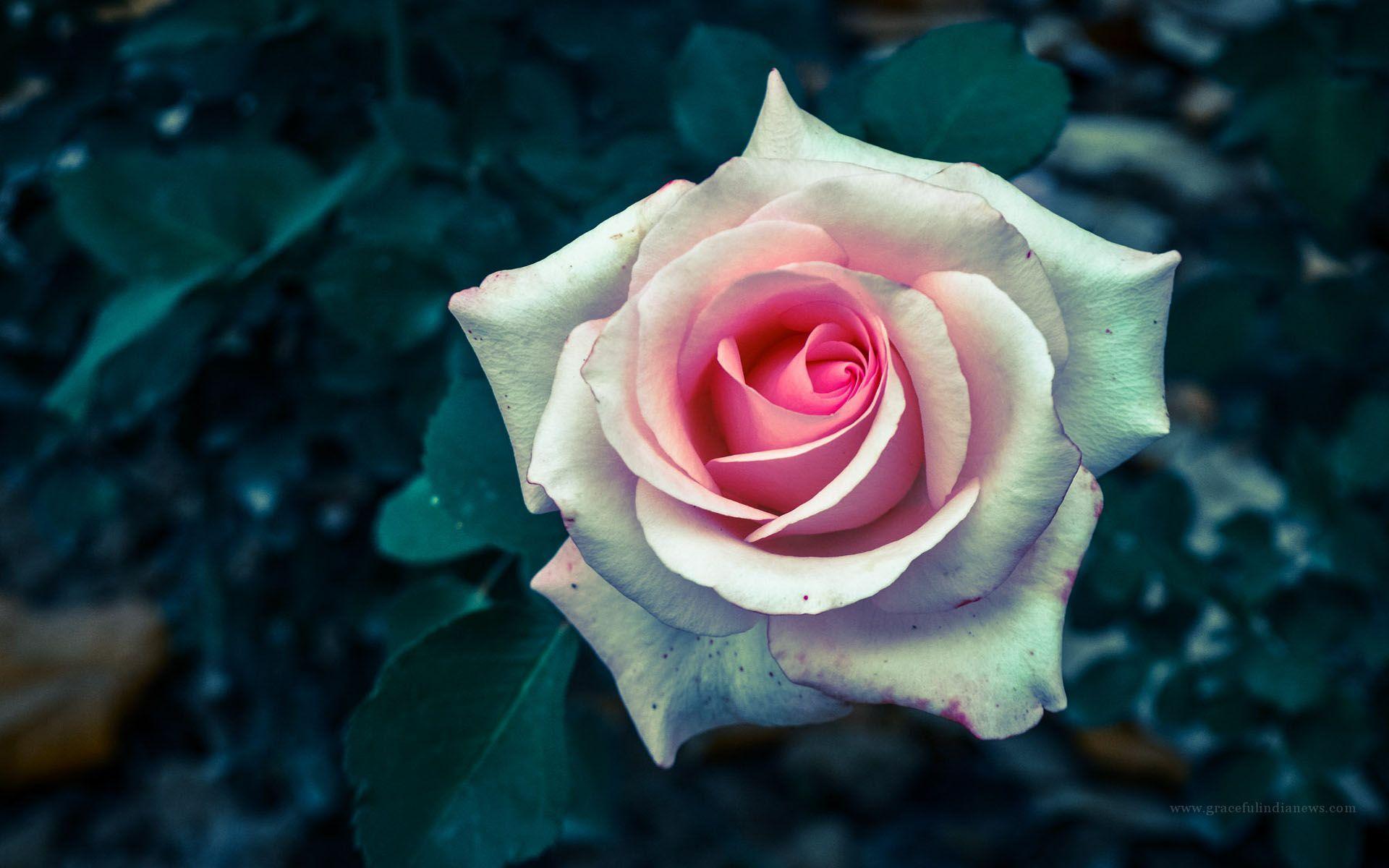 Wallpapers Of Rose Flower - Wallpaper Cave