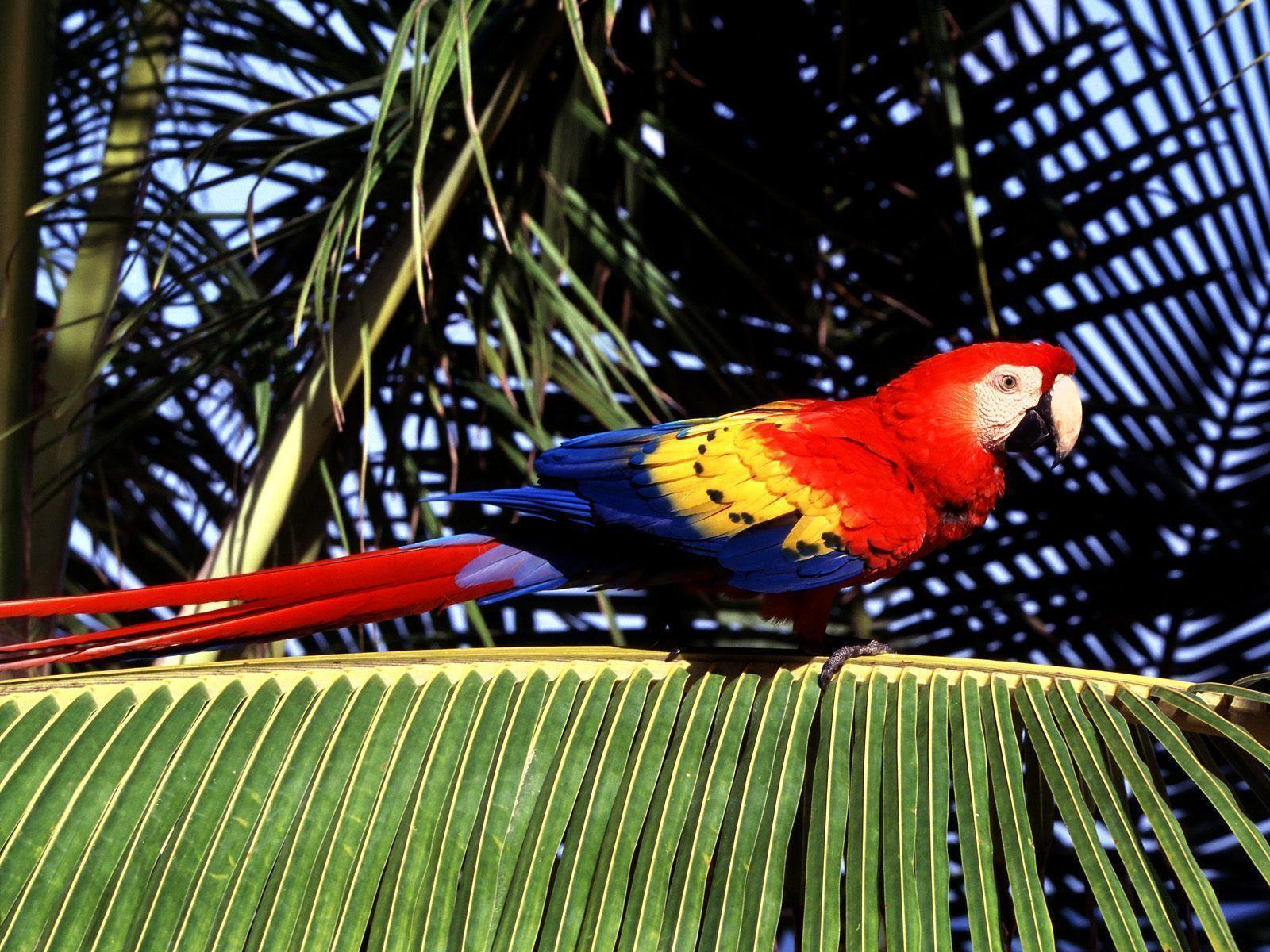 Free wallpaper Tropical perch scarlet macaw parrot