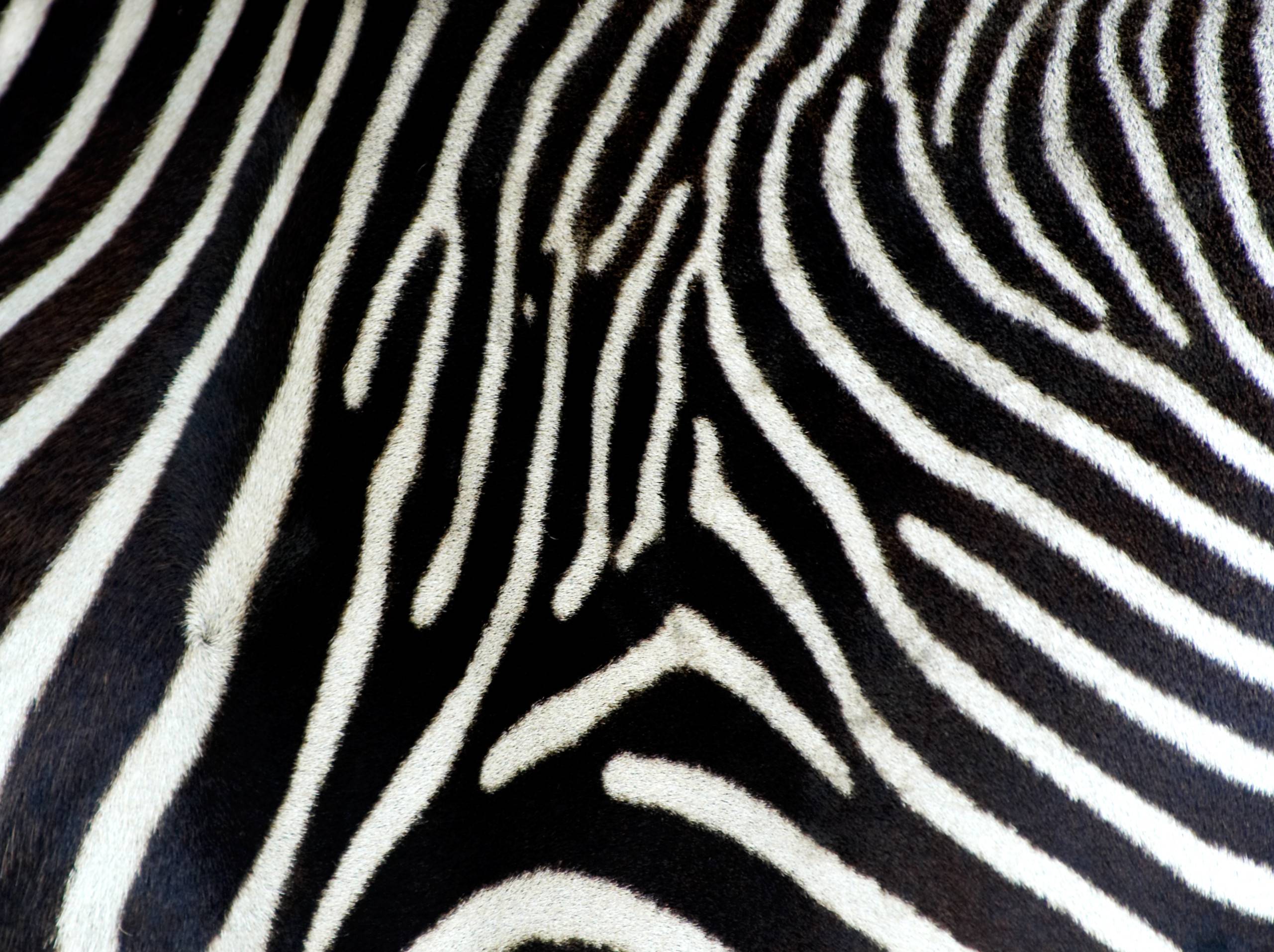Wallpaper For > Colorful Zebra Print Wallpaper Desktop