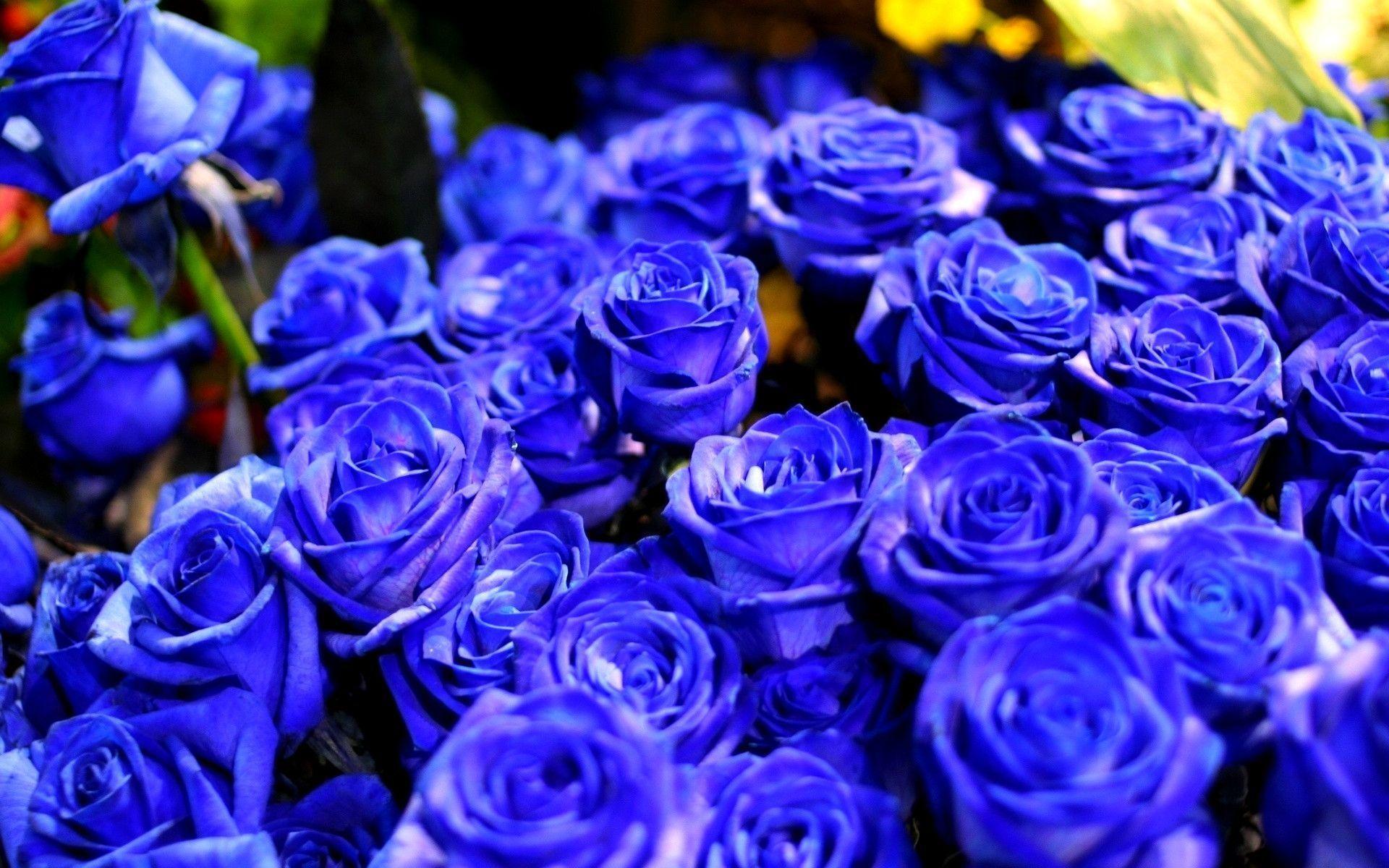 Valentines For > Blue Roses Wallpaper