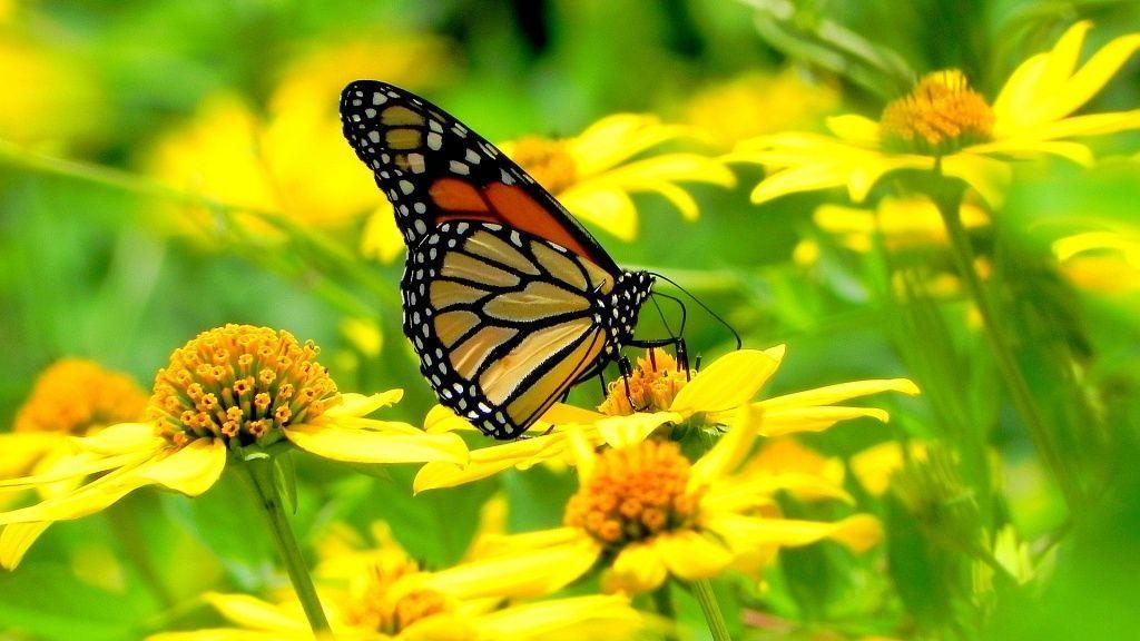 Monarch butterfly flowers Wallpaper