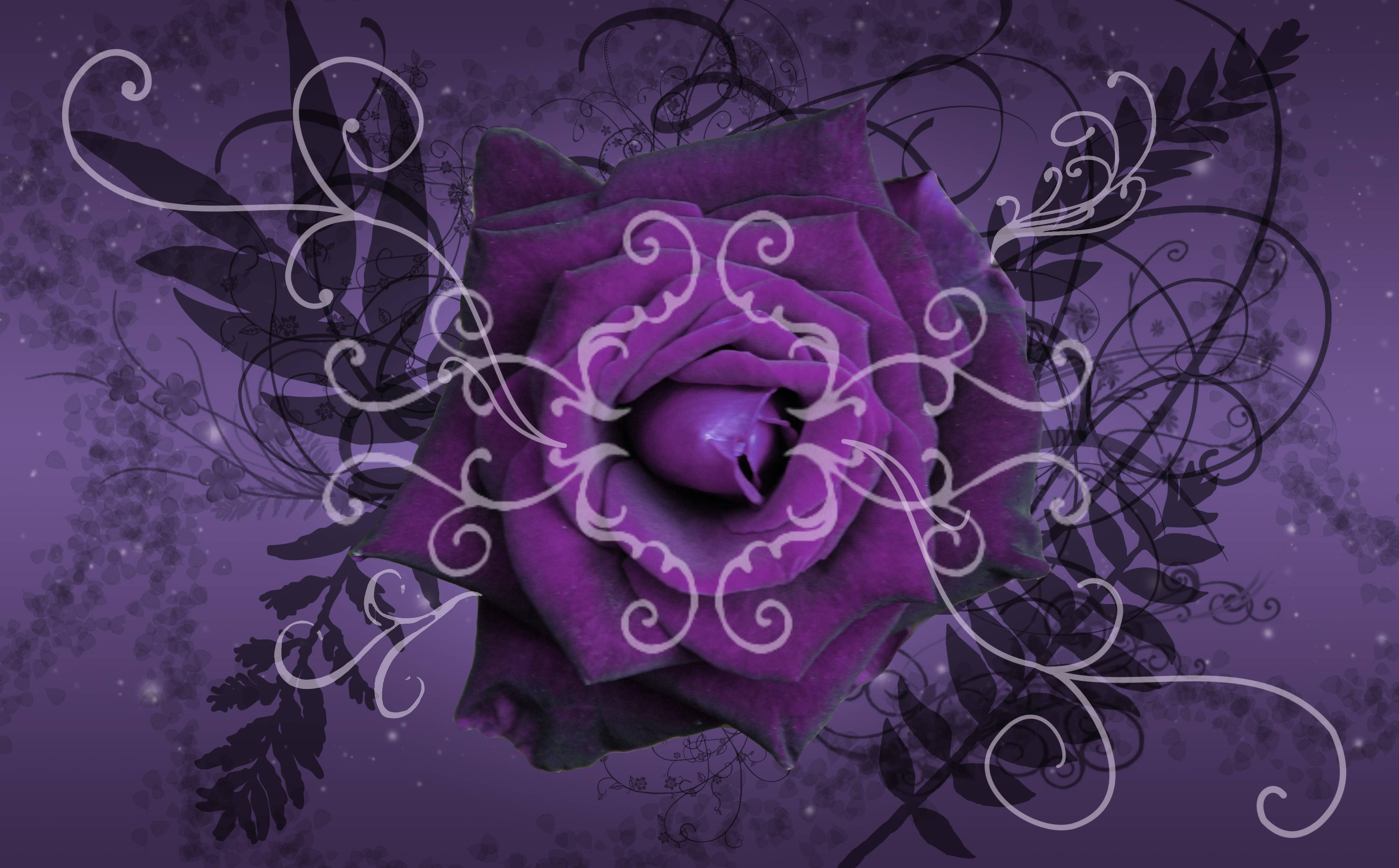 Wallpaper For > Purple Rose Wallpaper For Desktop