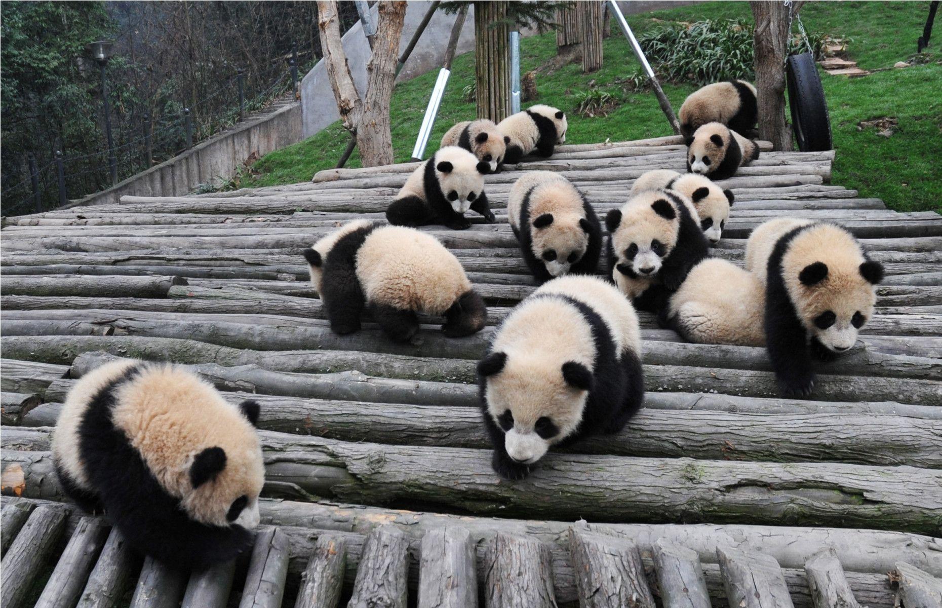 Baby Panda Animals Cute Picture Baby Panda Wallpaper
