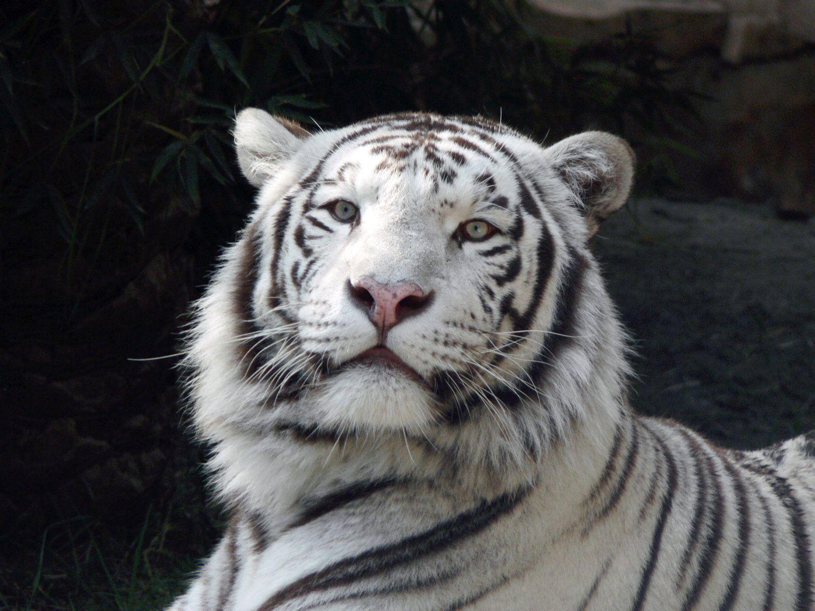 White Tiger Wallpaper Desktop. Tiger, White, White Tiger