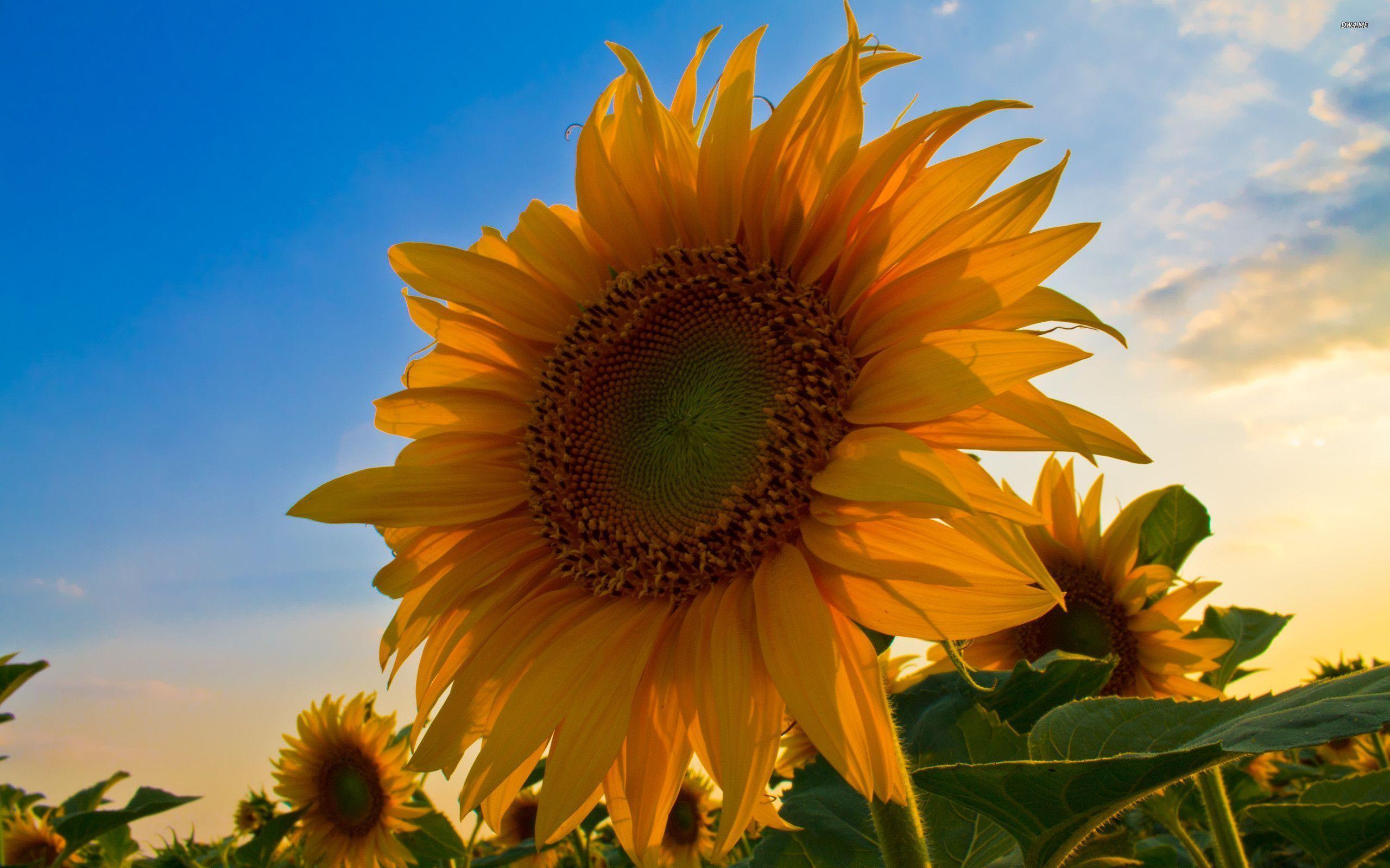 summer Sunflower best desktop wallpaper