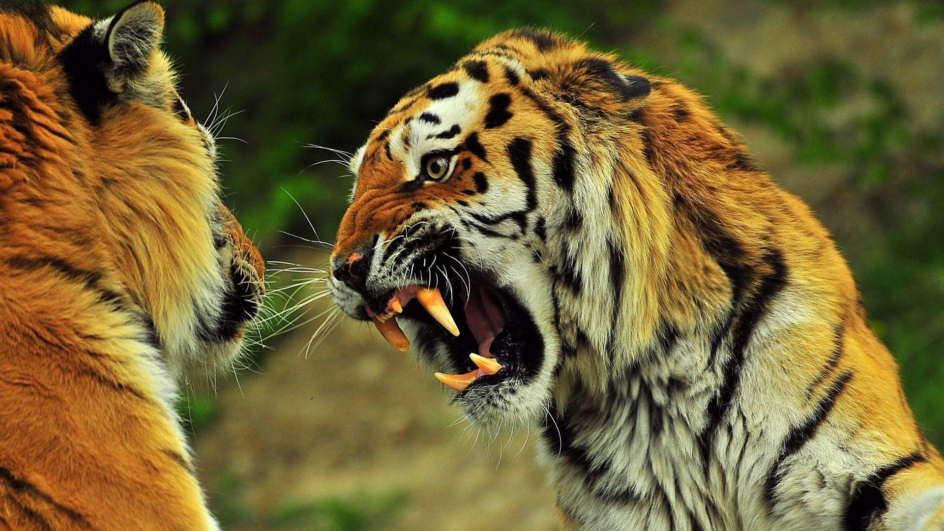 Angry Tiger wallpaper