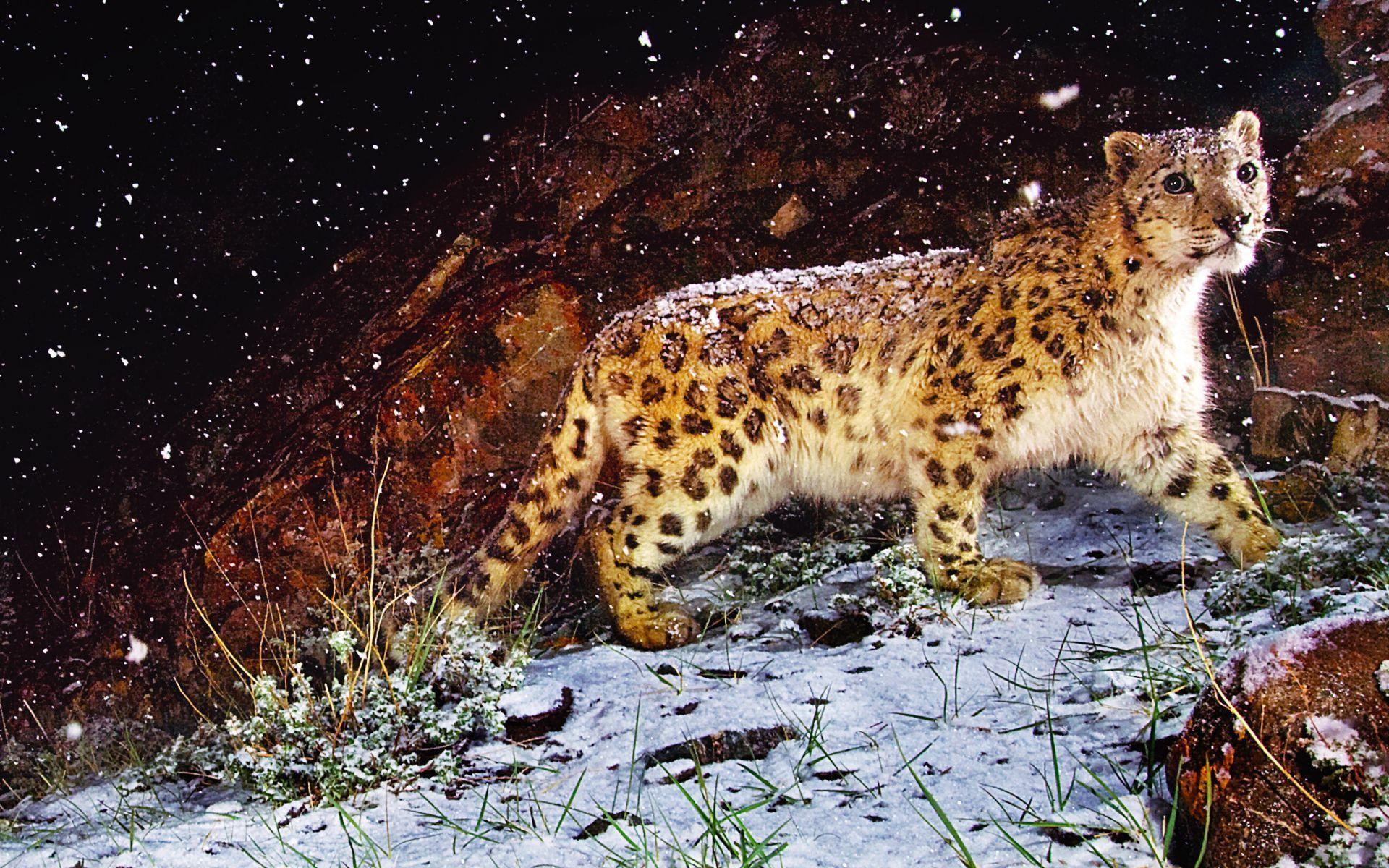 Snow Leopard In Snow Wallpaper. High Quality Wallpaper, Wallpaper