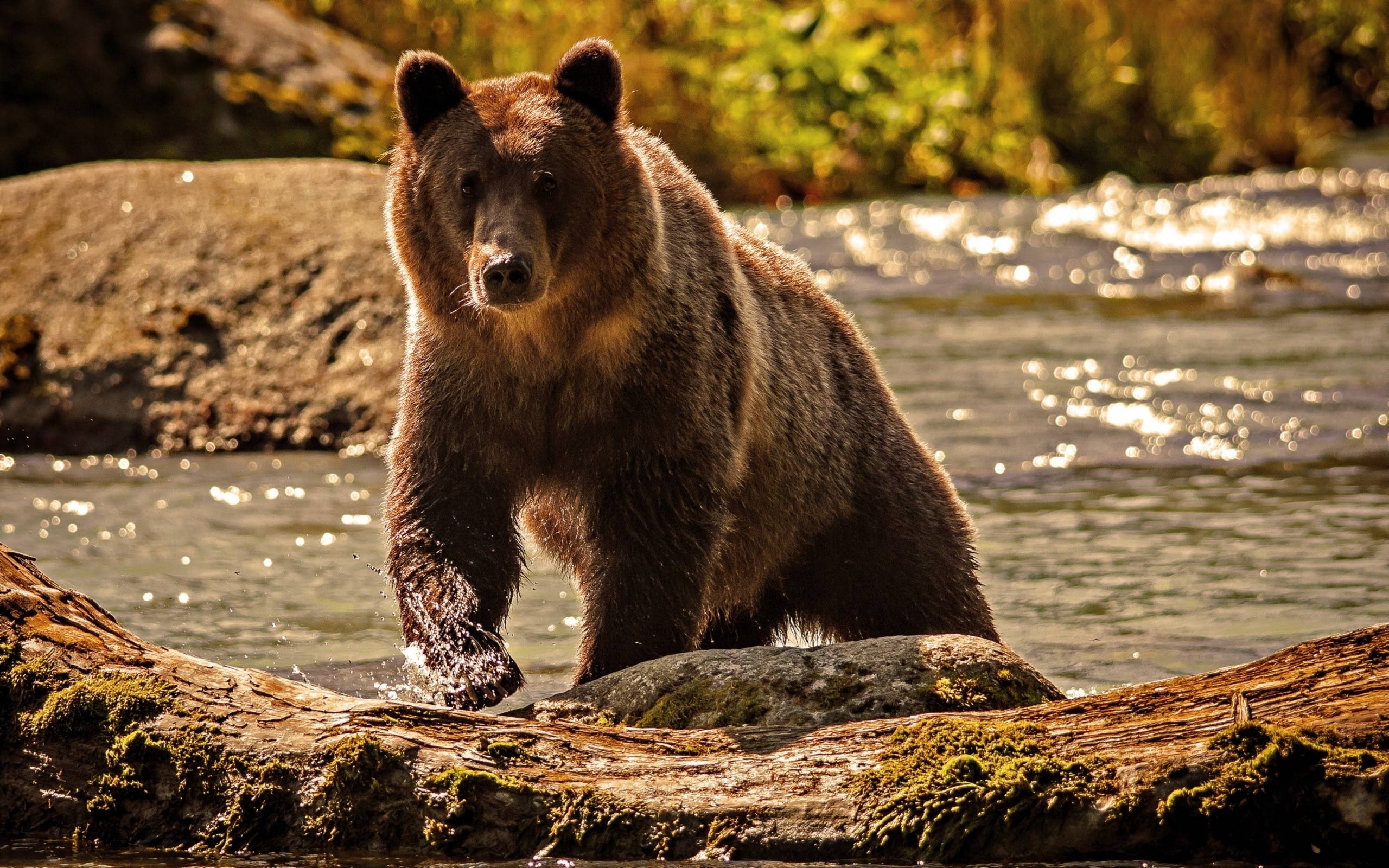 image For > Grizzly Bear Wallpaper 1366x768