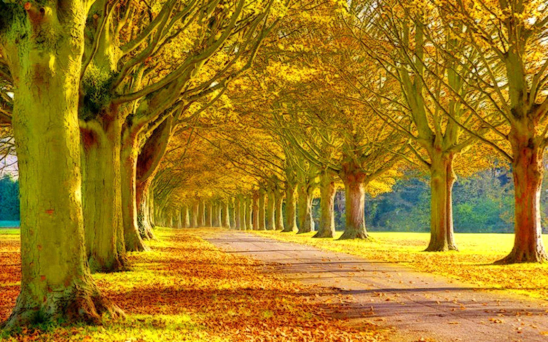 Beautiful Autumn Street