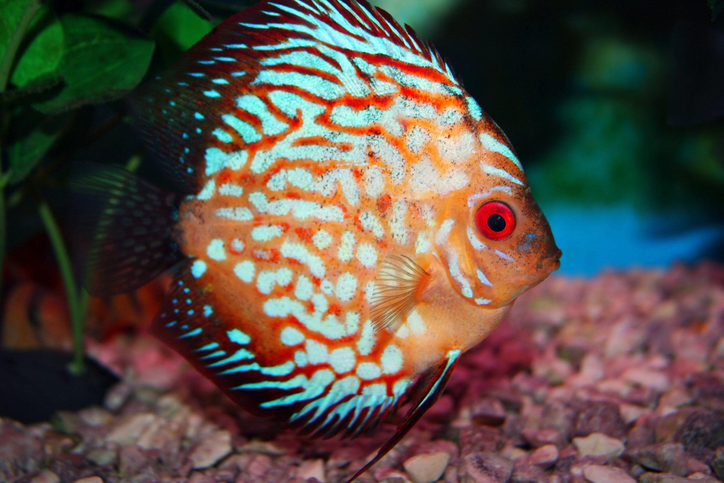 Amazing HD Discus Fish / Wallpaper Animal 40642 high quality