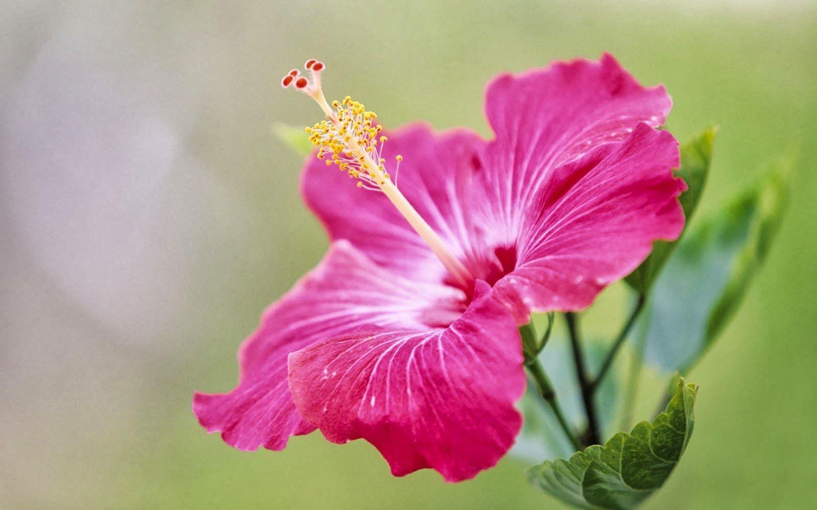 AmazingPict.com. Pink Hibiscus Flower Wallpaper