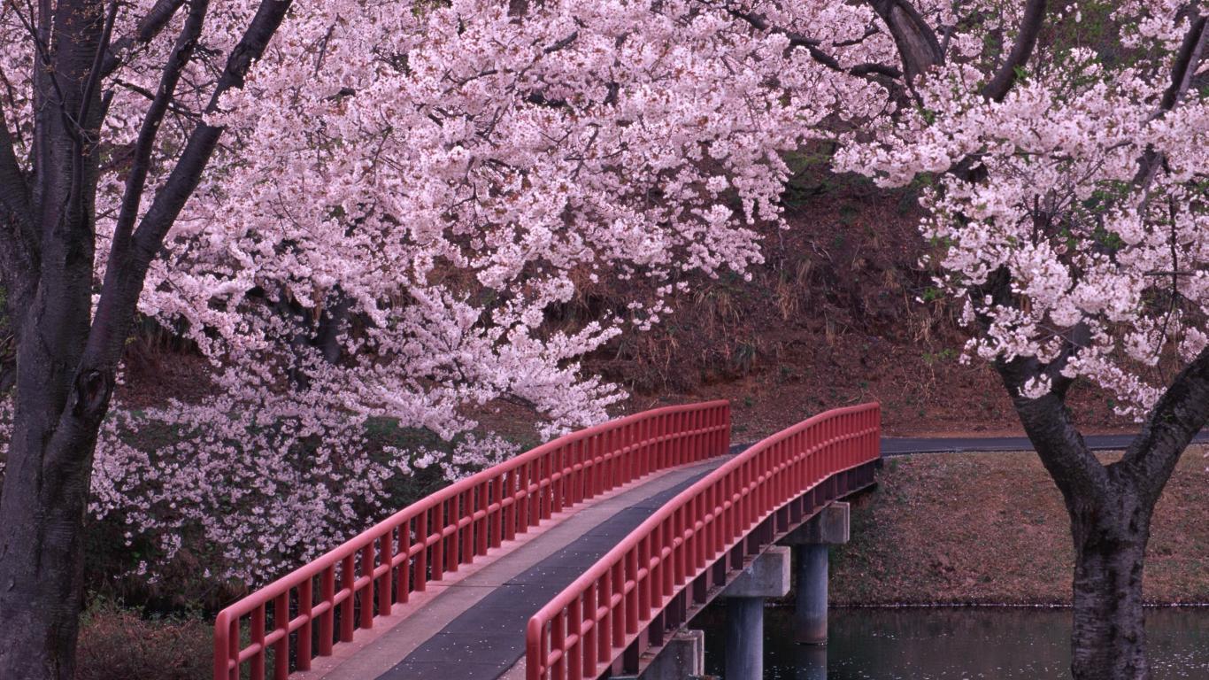 japan wallpaper sakura. Image And Wallpaper