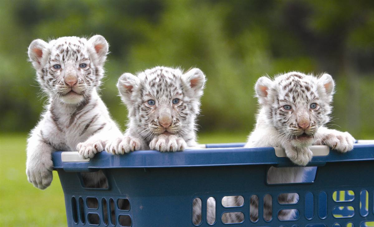 Cute White Bengal Tiger Cubs HD Tiger White Tigers In Snow