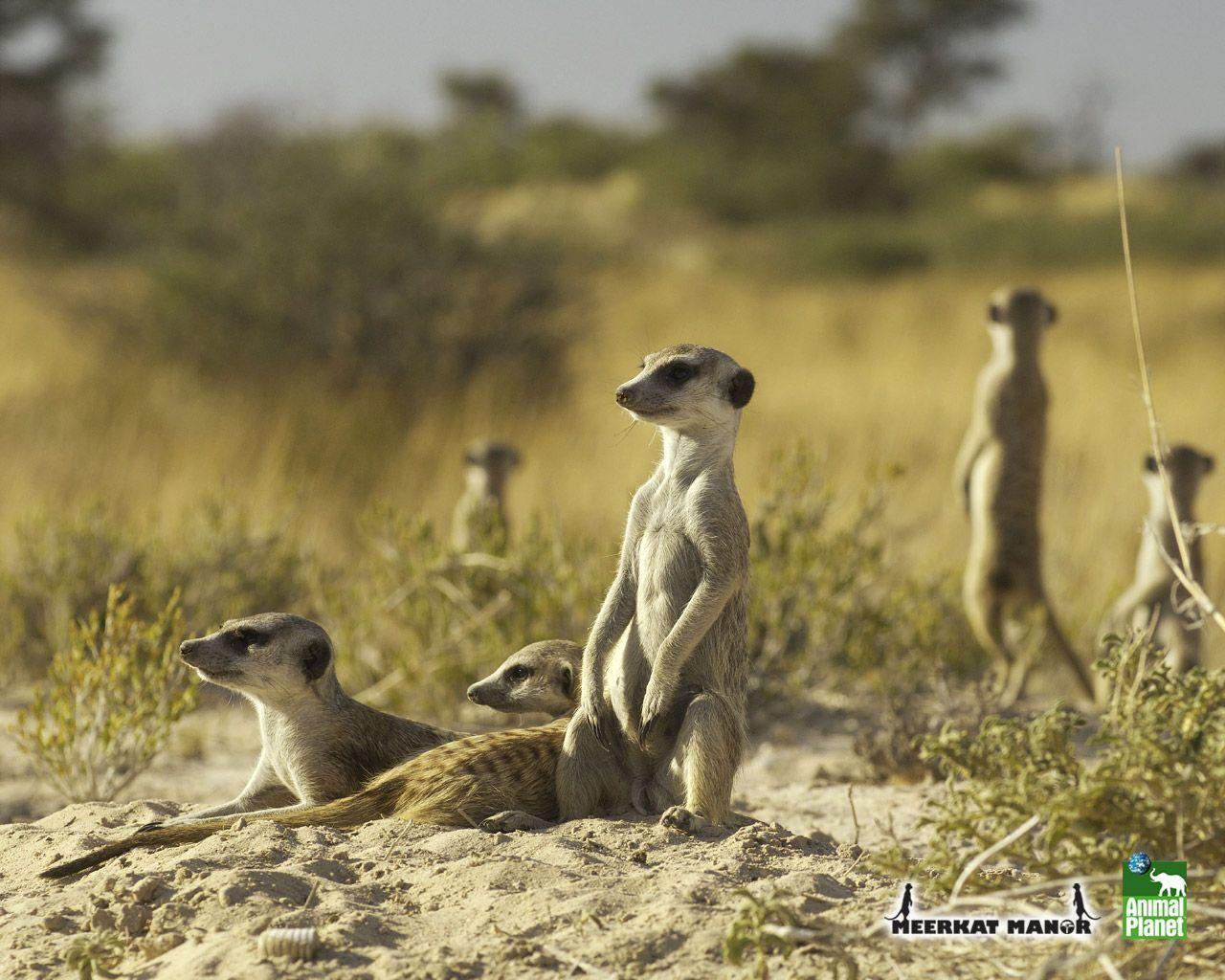 Animal Planet Meerkats Wallpaper Download