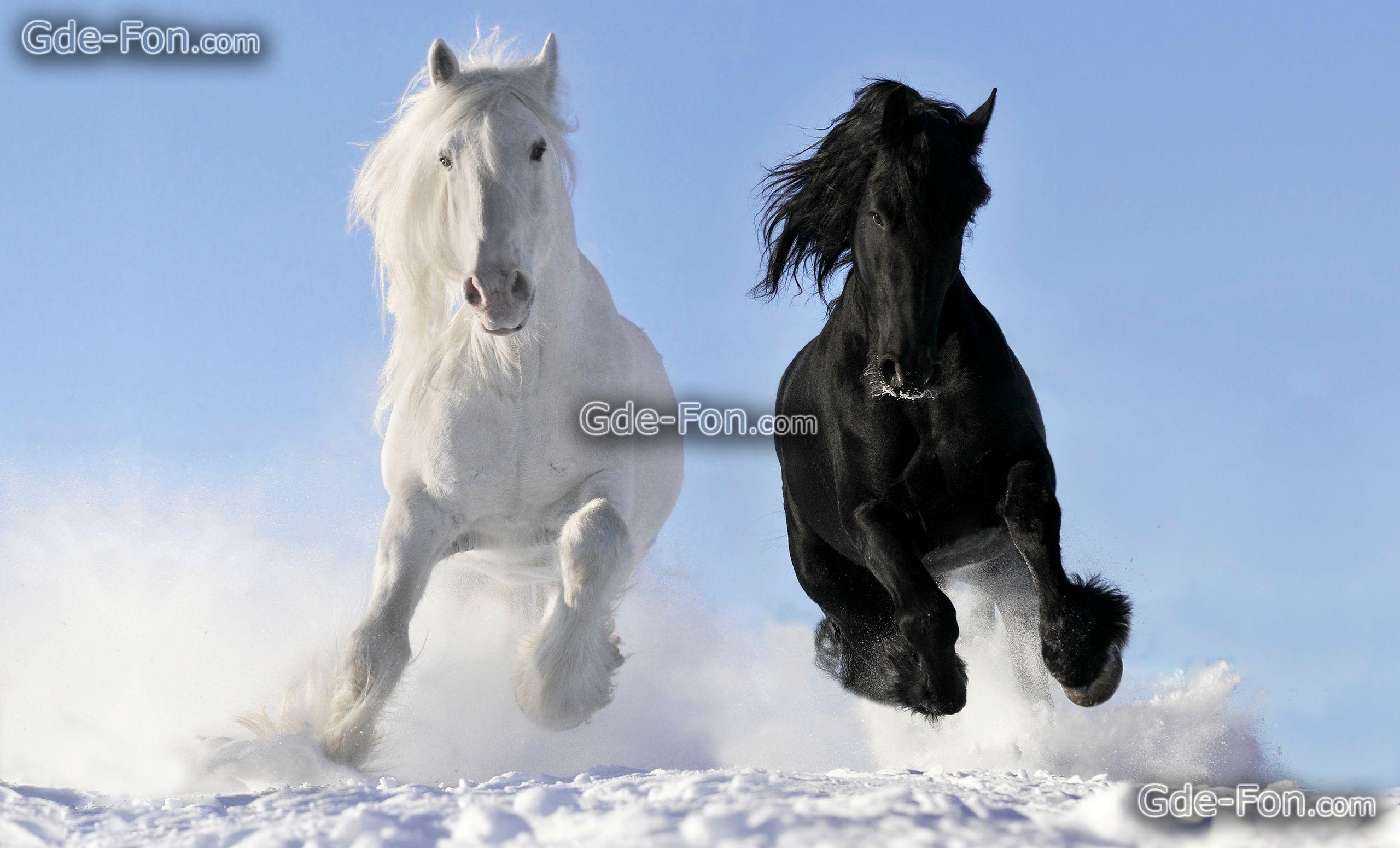 Download wallpaper Horse, Horses, white, raven free desktop