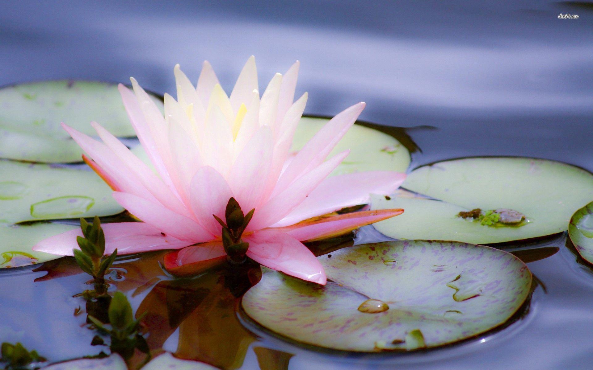 Water Lily Wallpapers - Wallpaper Cave
