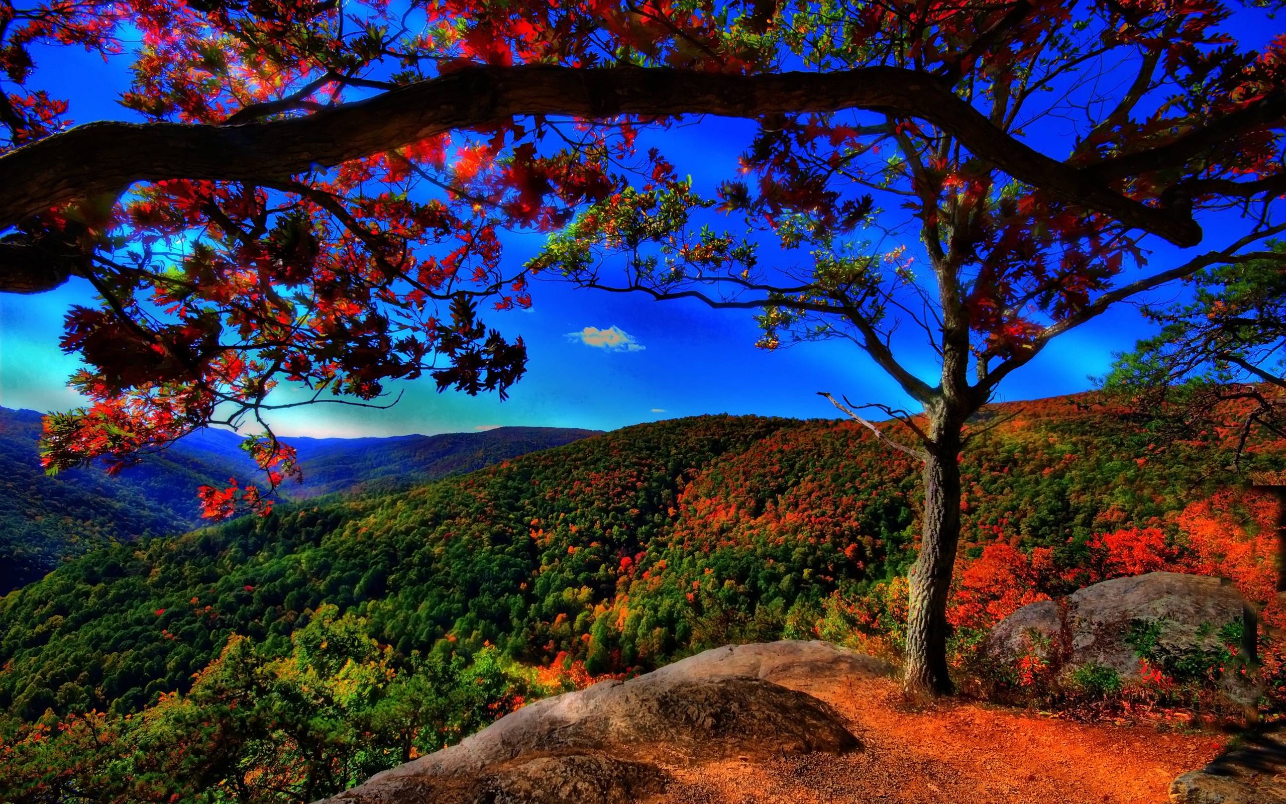 Download Autumn Free Landscape Wallpaper 2560x1600. HD Wallpaper