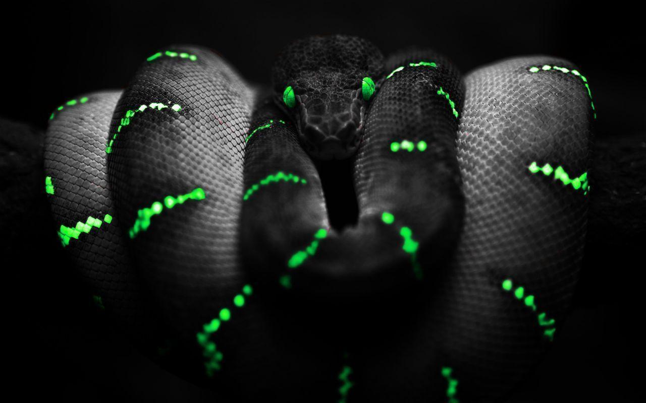 Scary Snakes Wallpaper HD HD Wallpaper