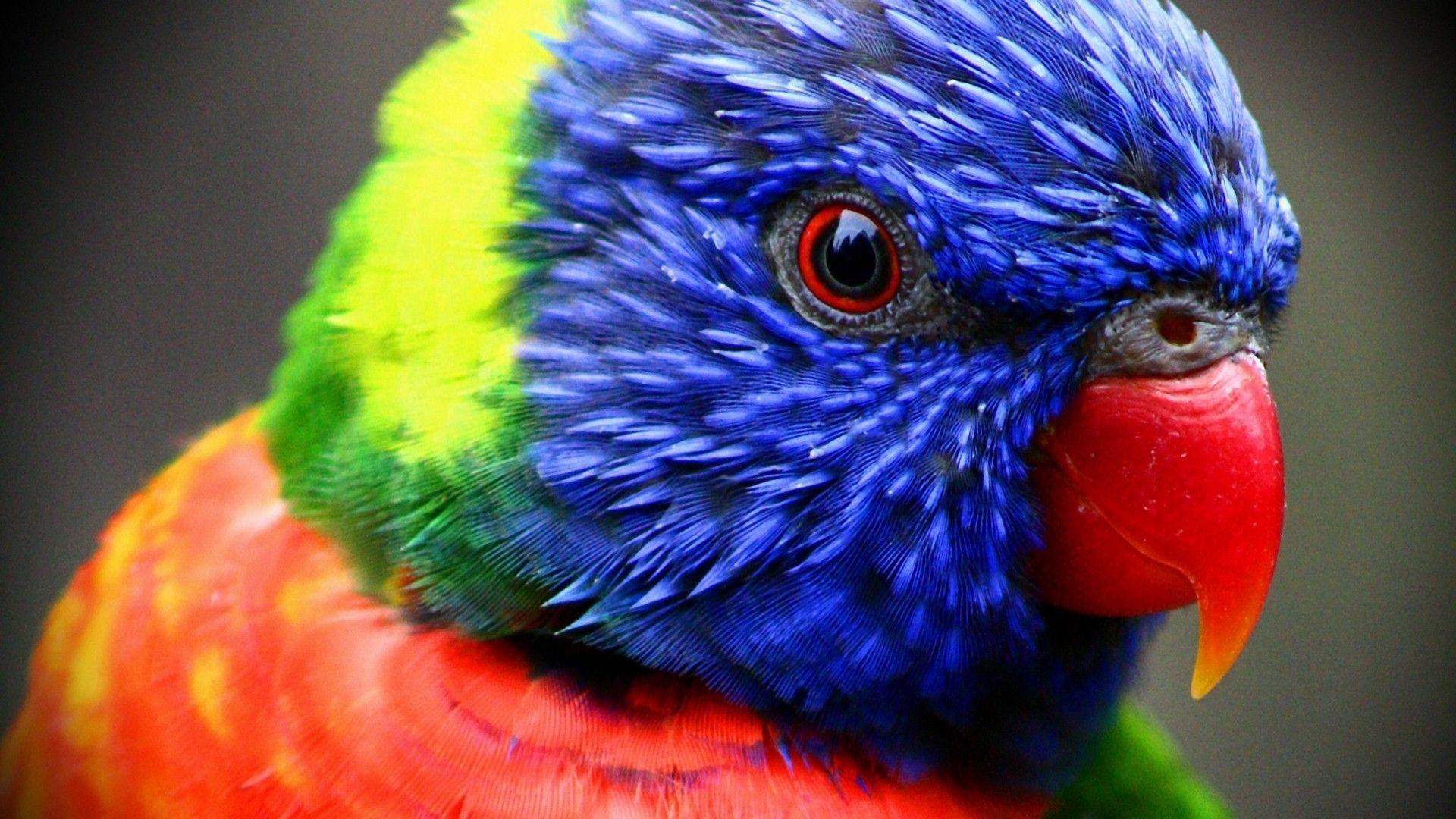 colorful parrots HD desktop wallpaper Search Engine