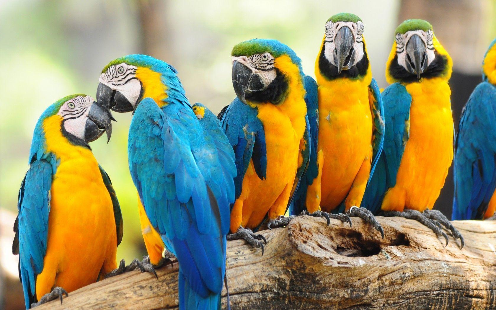 Macaw Parrot Wallpaper