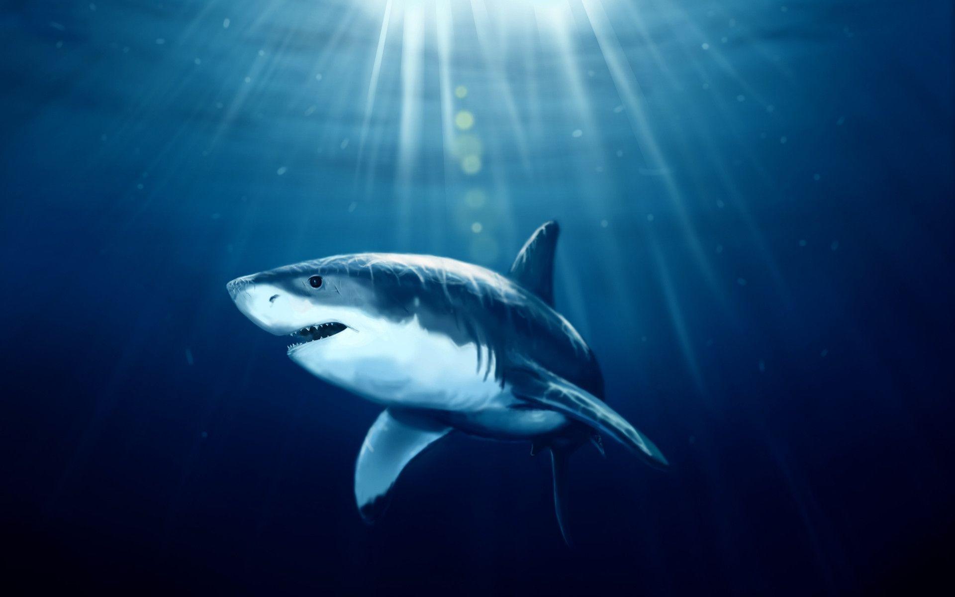 HD Shark Wallpapers - Wallpaper Cave