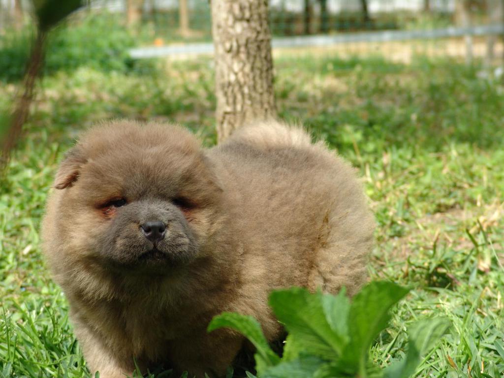 Chow Chow Puppy Wallpaper. Chow Chow Puppy Picture. Cool