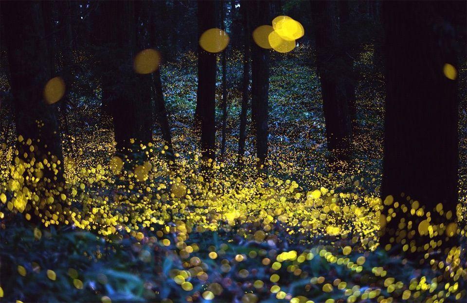 Fireflies On Long Exposure Photo