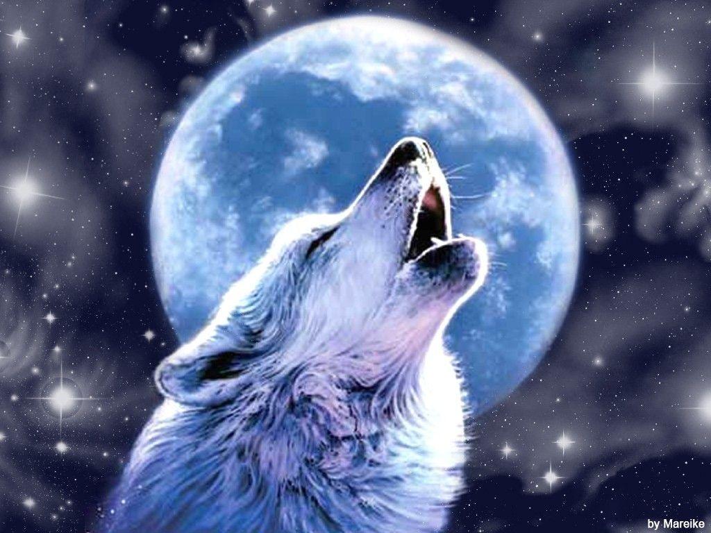 White Wolves Howling At The Moon Image & Picture