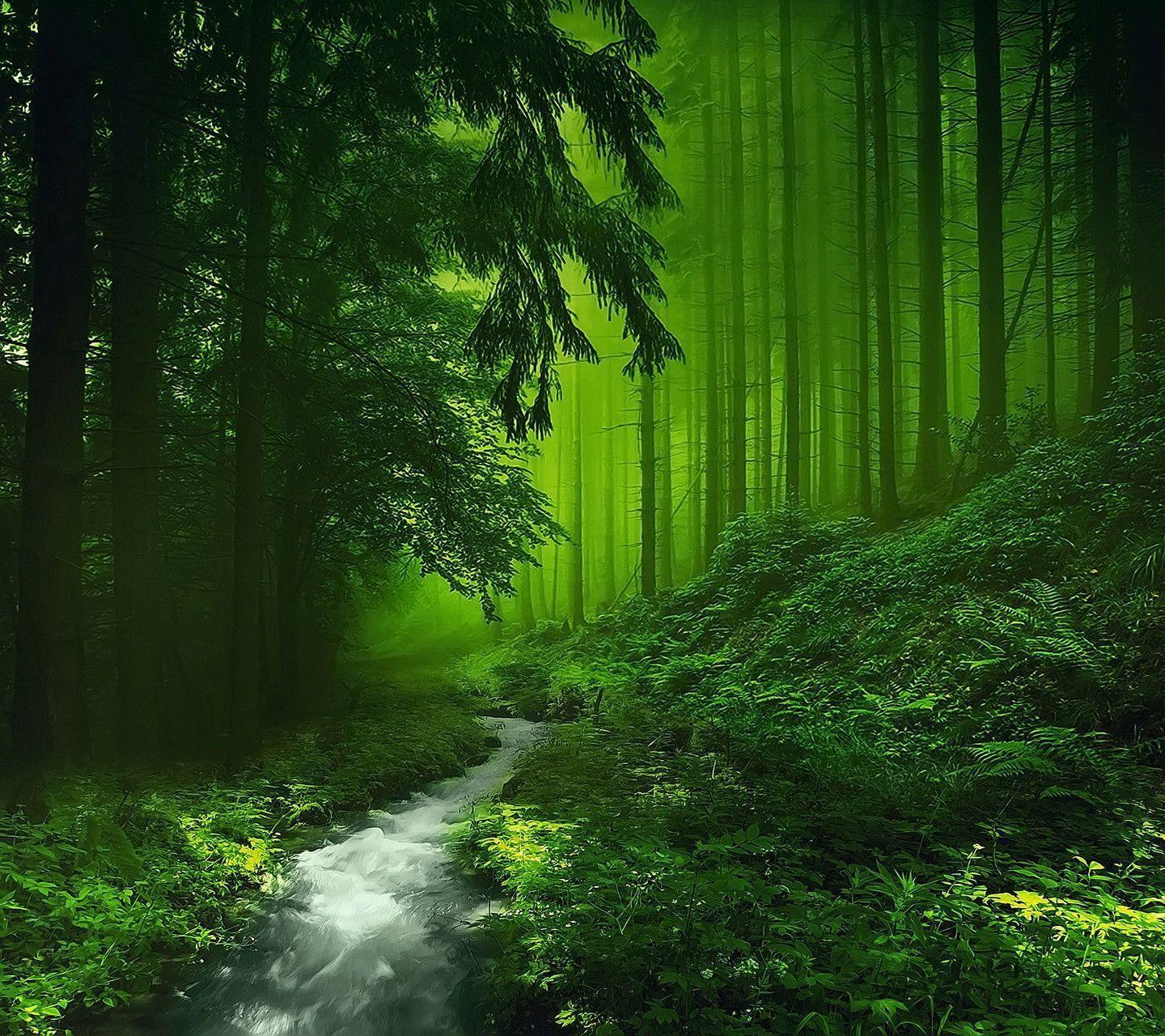 Green Forest HD Wallpaper