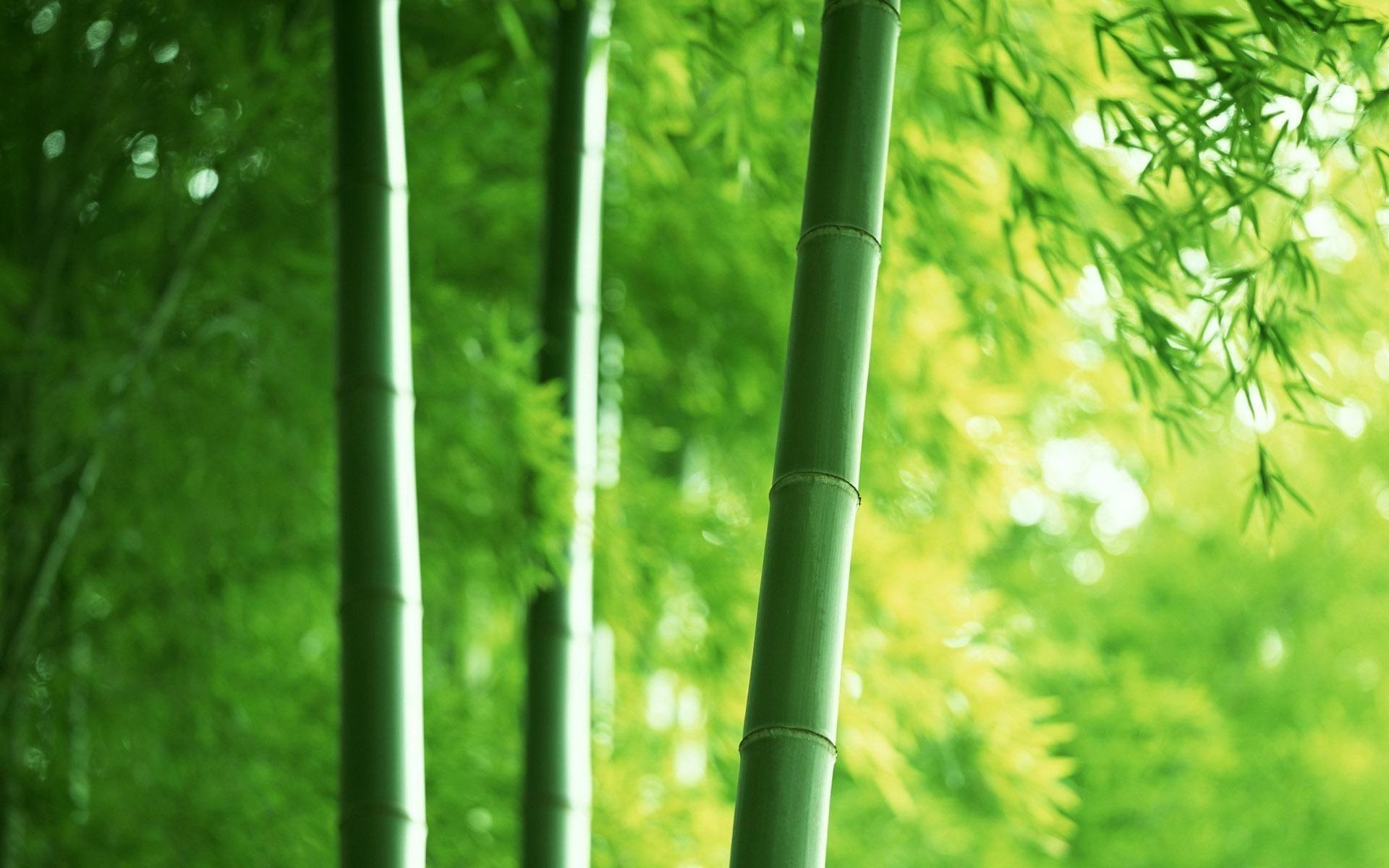 Bamboo Wallpaper HD wallpaper search