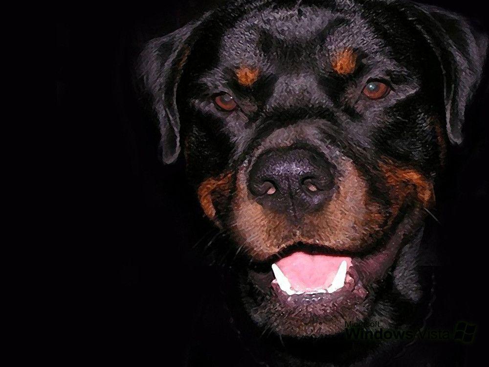 Rottweiler Wallpaper Image & Picture