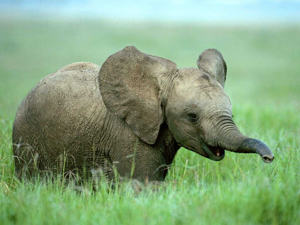 Desktop background // Animal Life // All Animals // Baby elephant