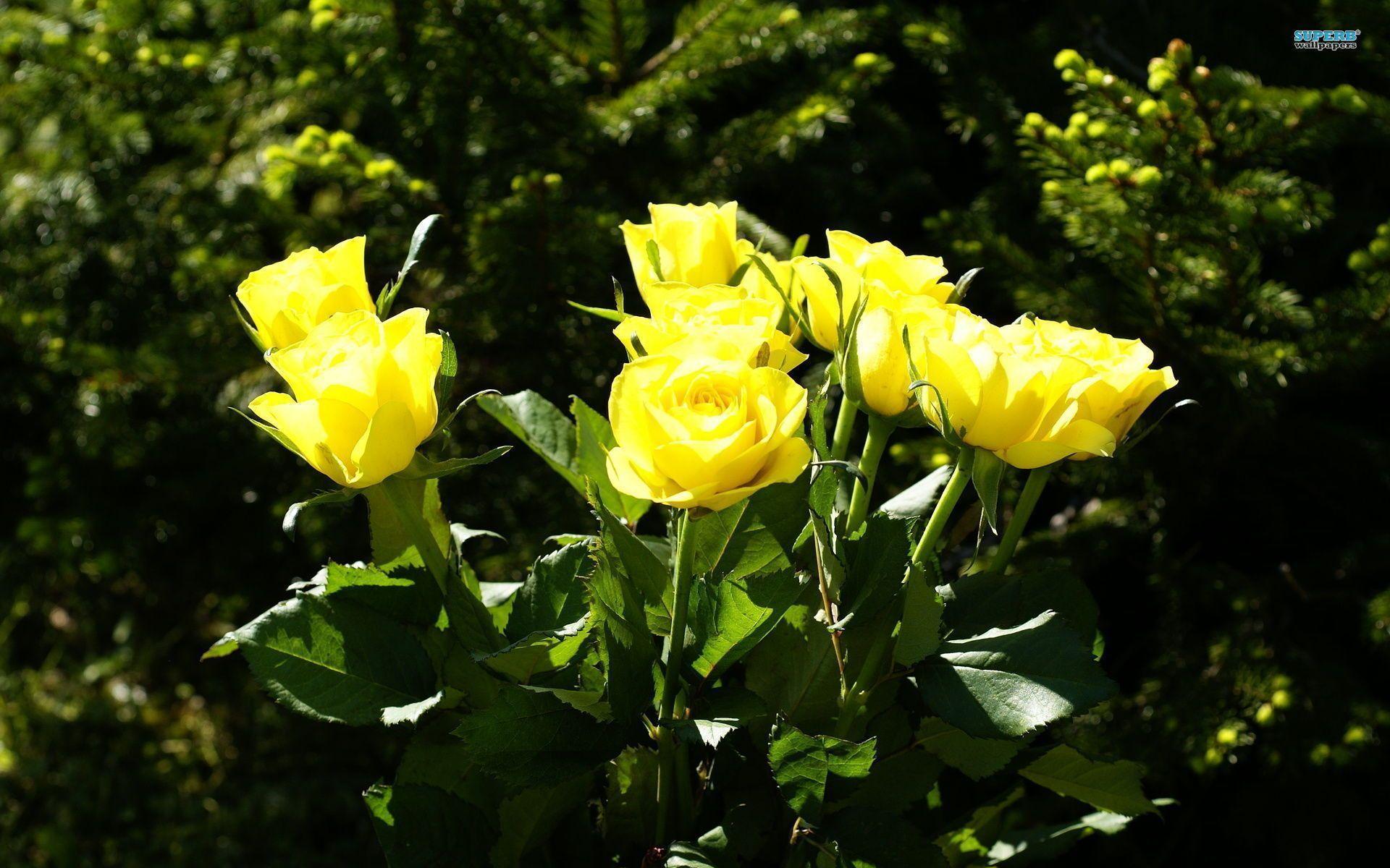 Yellow Rose Flowers Wallpaper HD Picture 4 HD Wallpaper