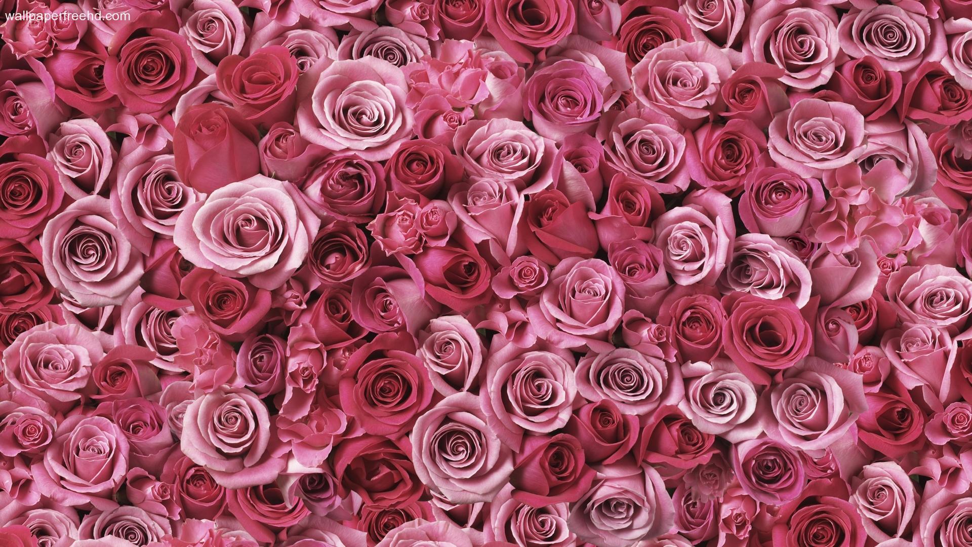 Pink Roses Wallpaper HD. Free Download Wallpaper Desktop Background
