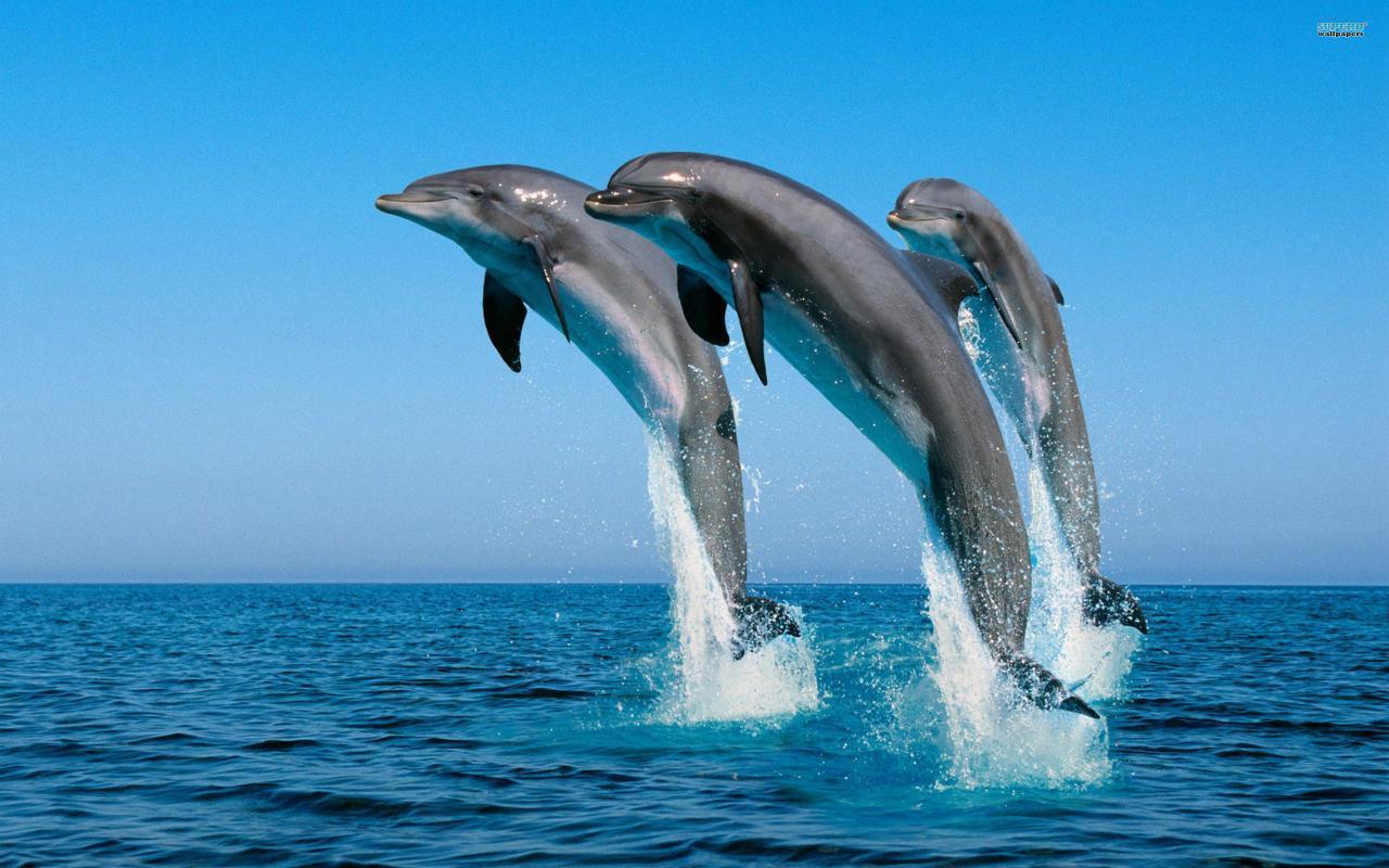 HD Wallpaper Dolphin 1280x800 For 17 Inch Widescreen